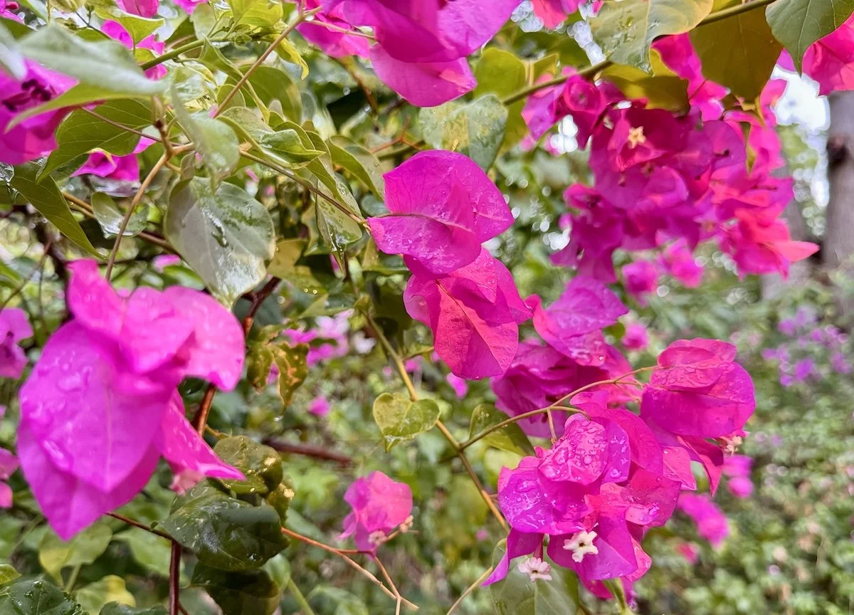 IMG_2887.jpeg