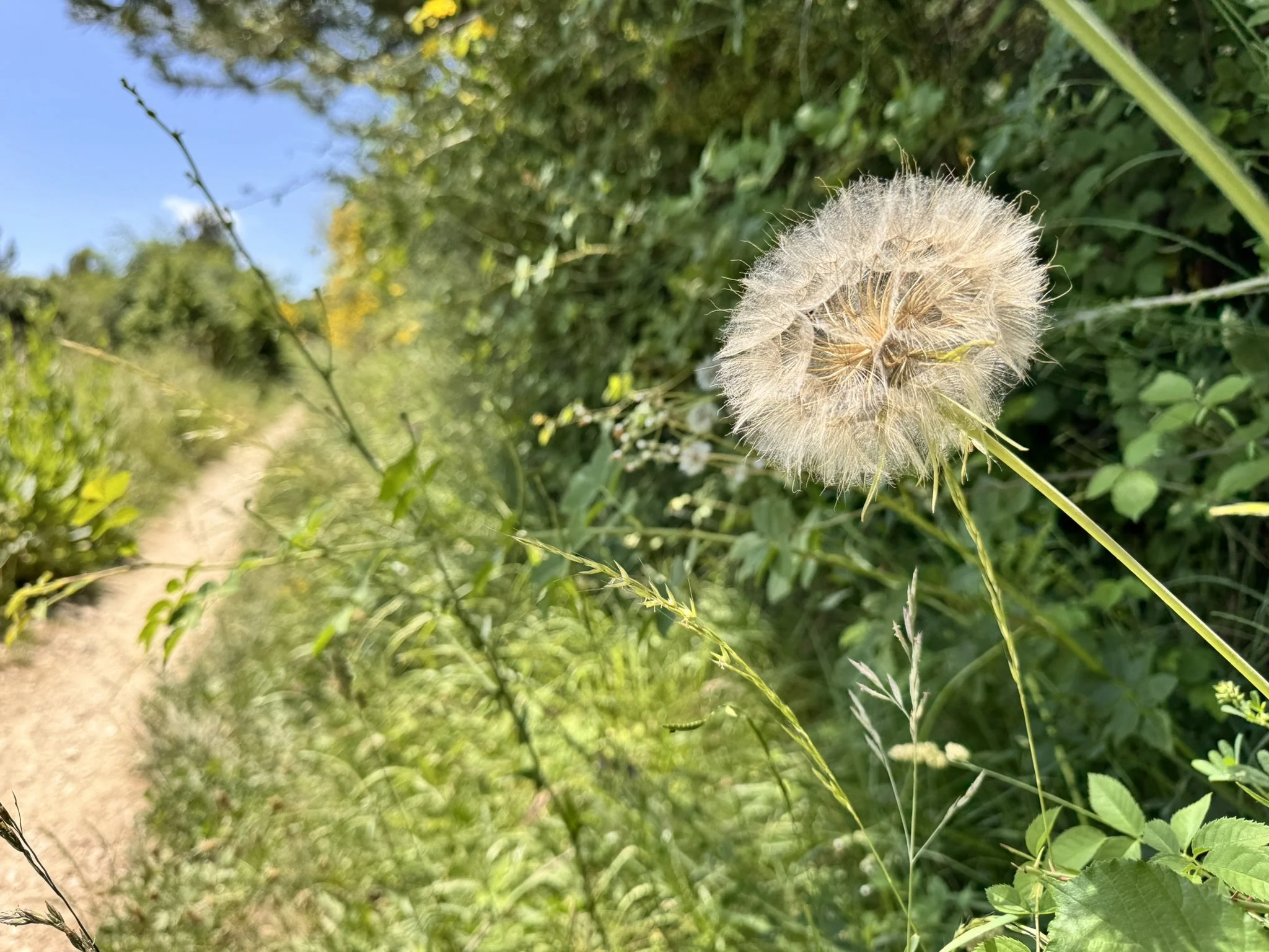 dandelion camino de santiago
