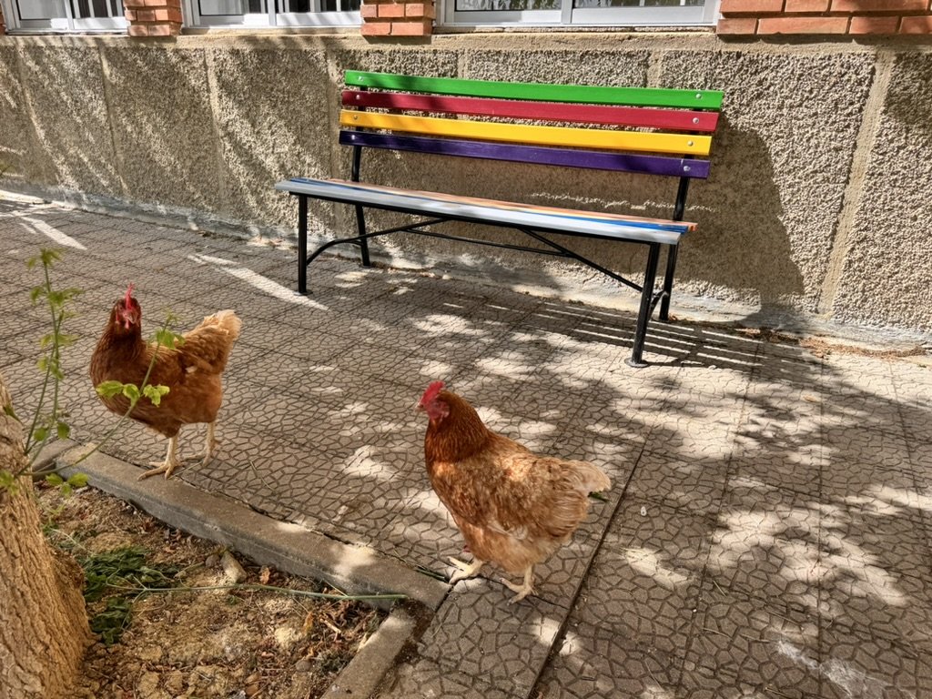 hens carrion de condes rainbow bench