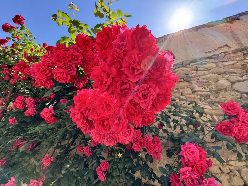 red roses