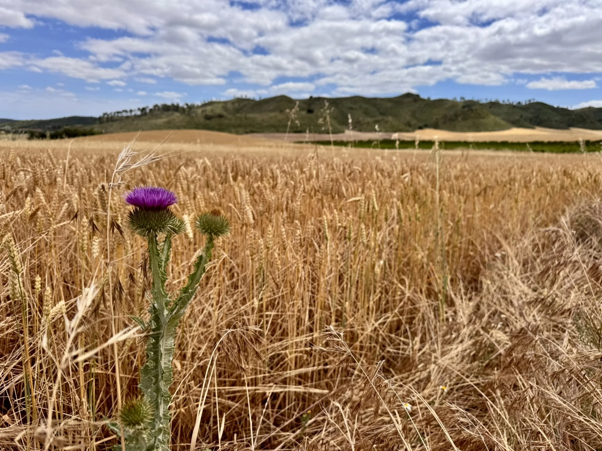 golden wheat and purple thistle