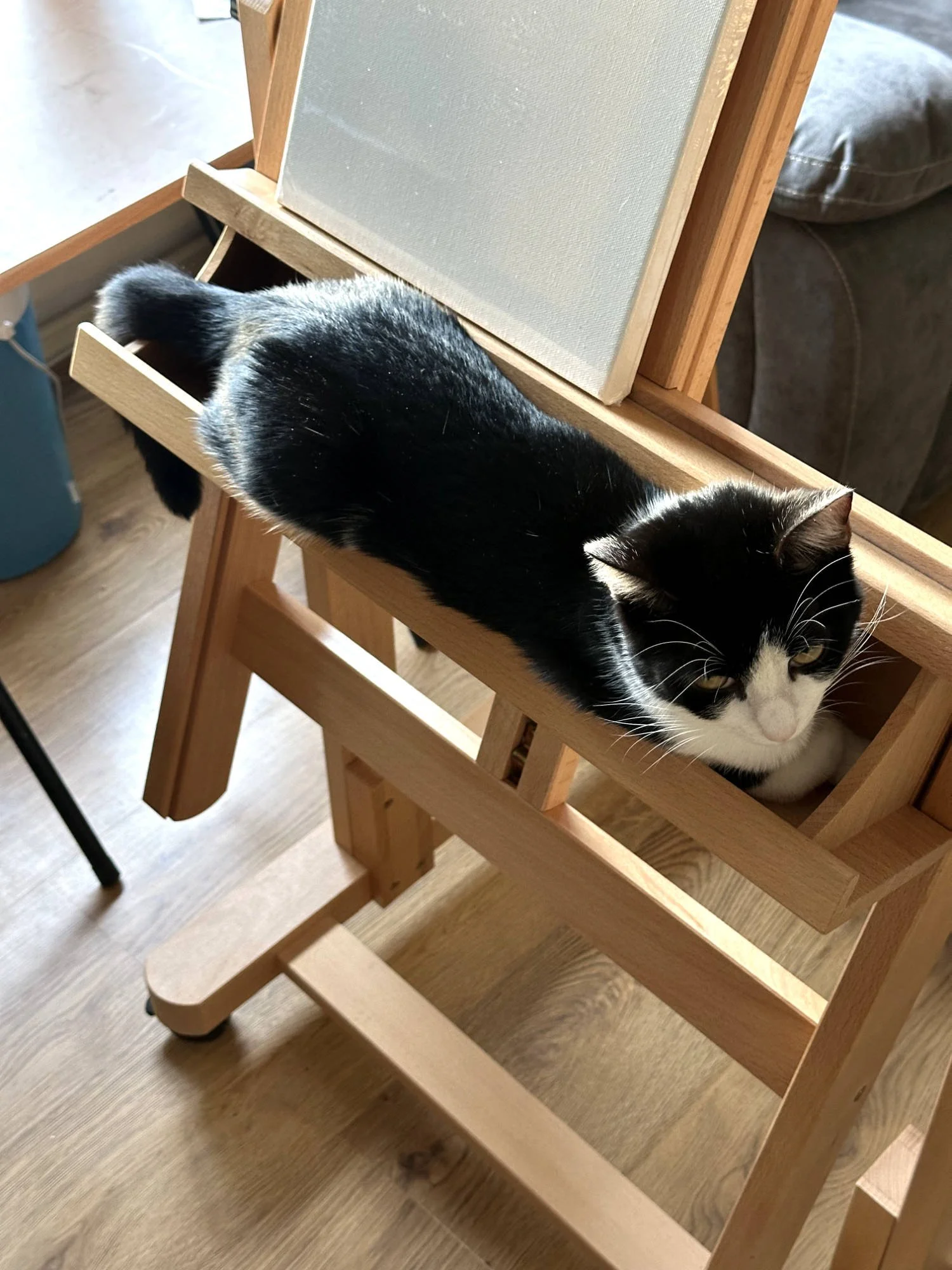 Cat lounging on an artist's easel