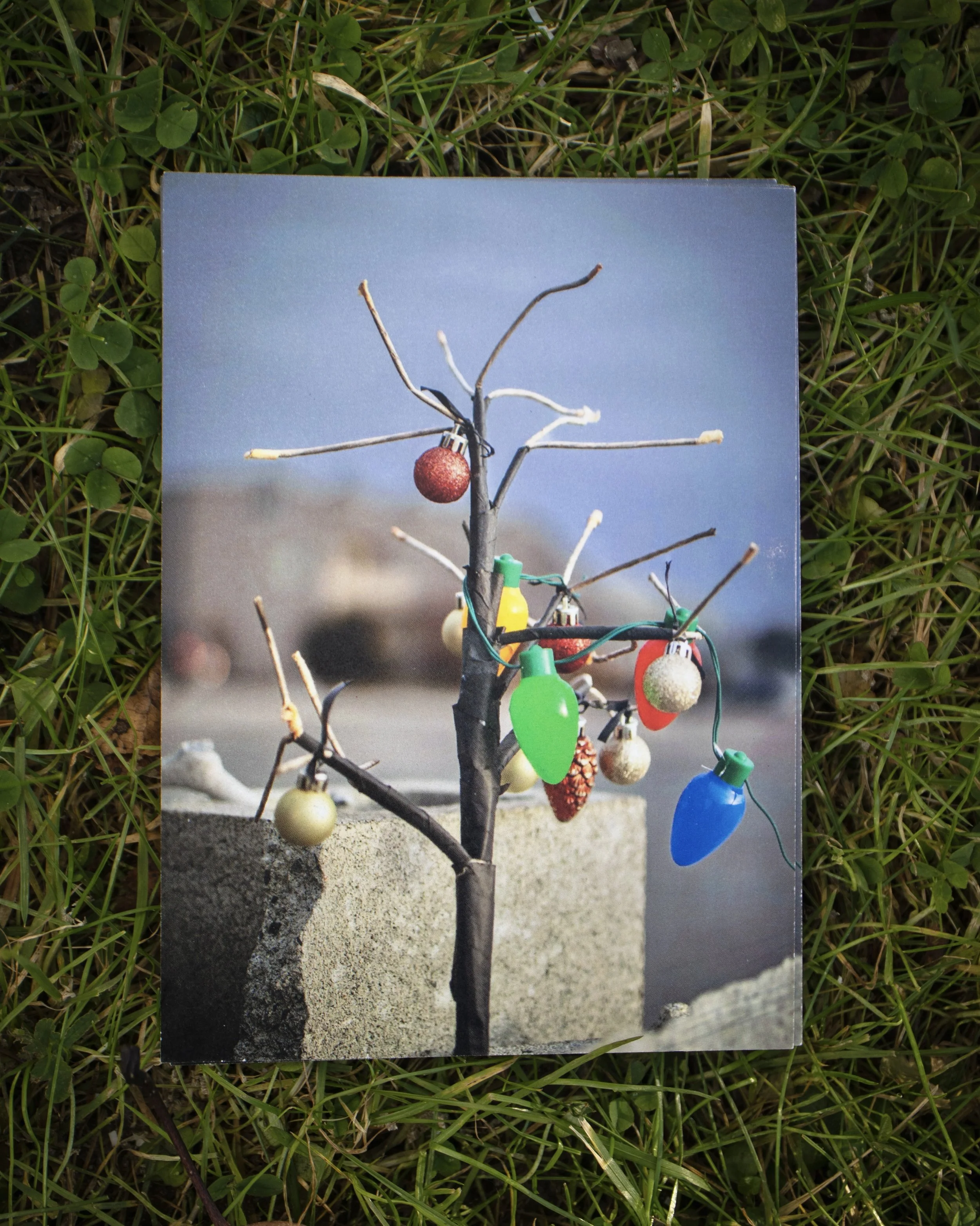 Beach Tree no 1 postcard