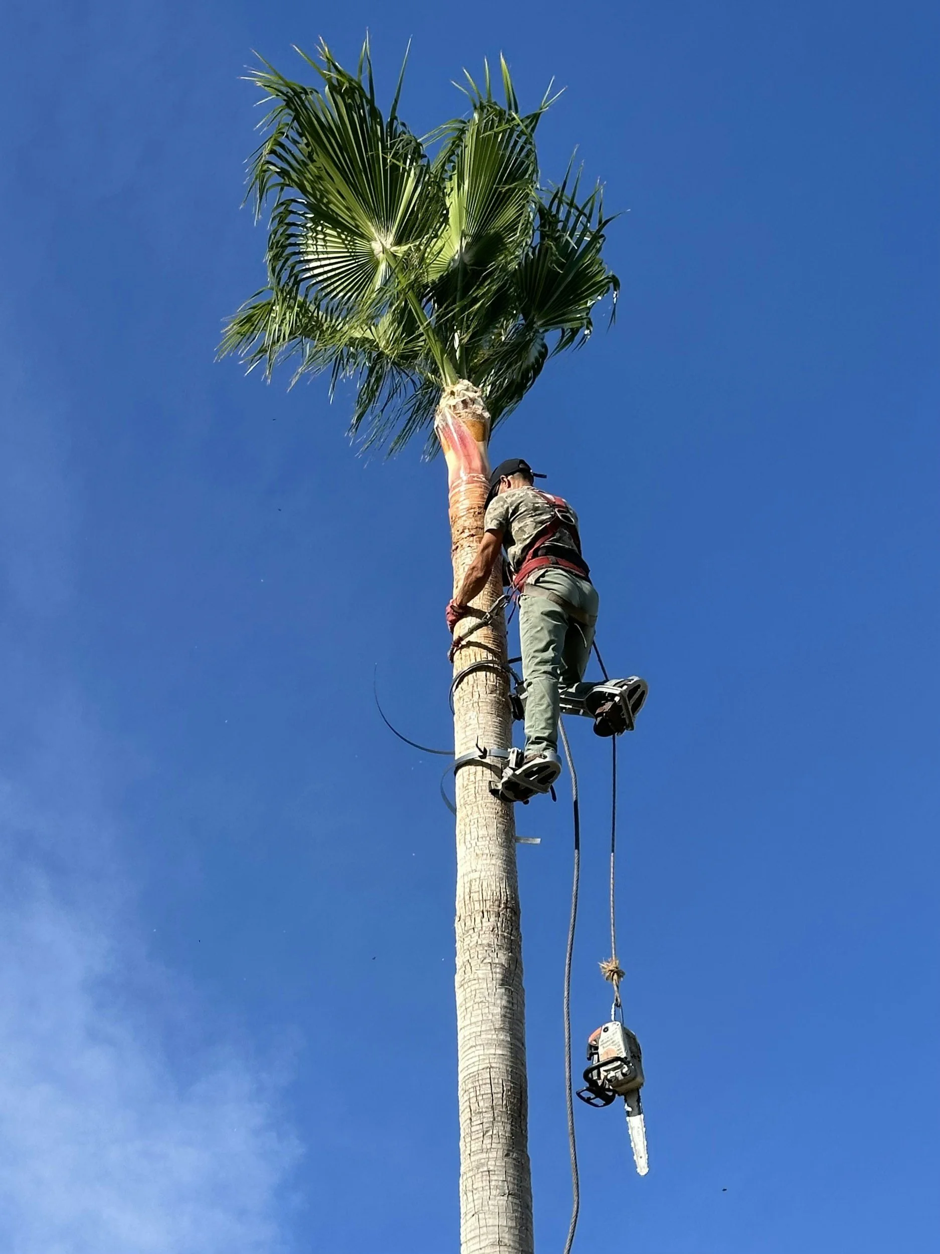 palm cutting and palm pruning