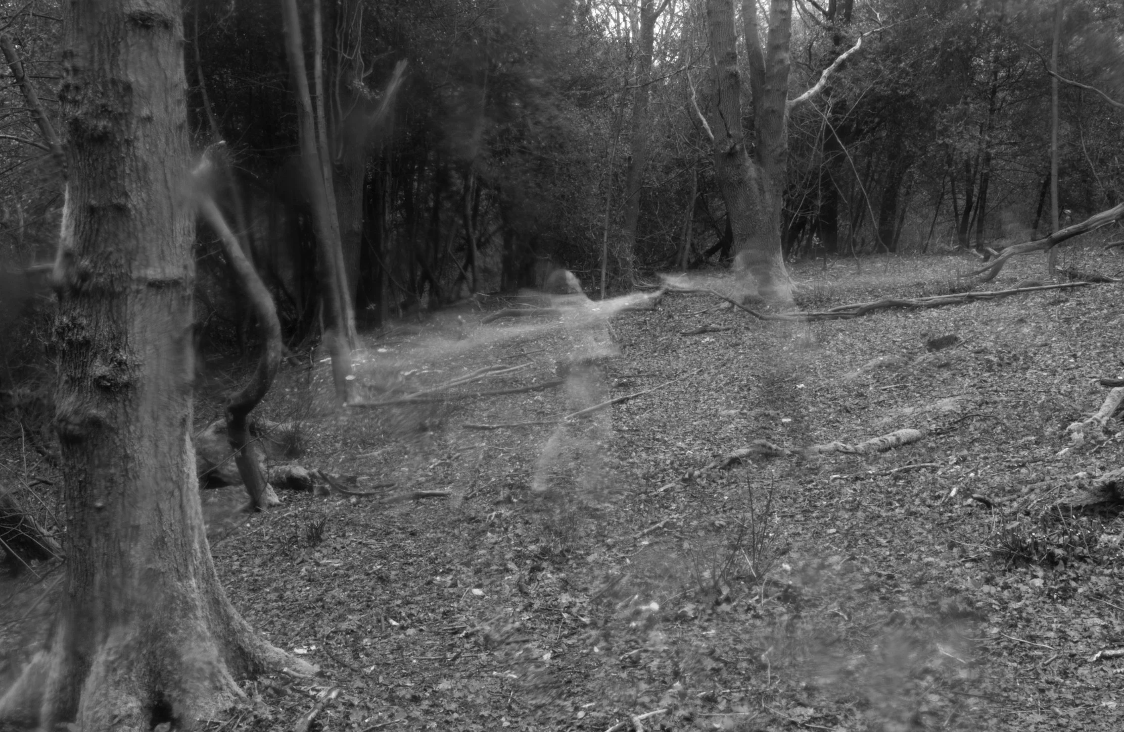 Black and white forest scene with trees, branches, and ground covered with leaves and twigs