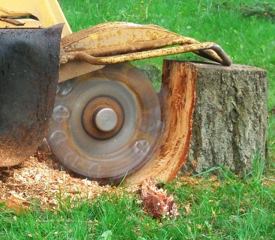 Stump grinder wheel in motion cutting wooden stump on Waiheke property, surrounded by fresh wood chips and grass