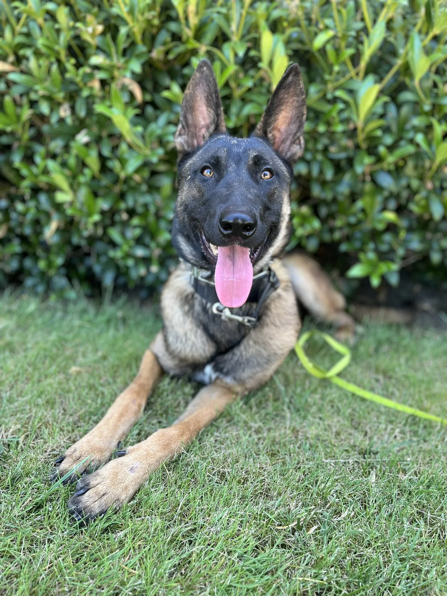 Belgian Malinois enrolled in professional dog training providing board and train in Yamhill County Oregon