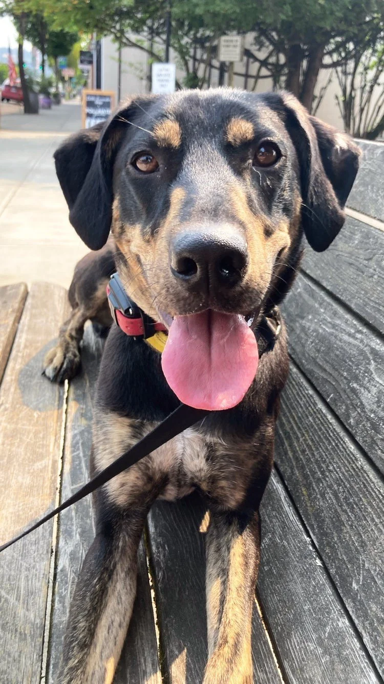 Trusted Professional dog trainer conducting in-home private dog training in Yamhill County McMinnville Oregon Newberg Oregon