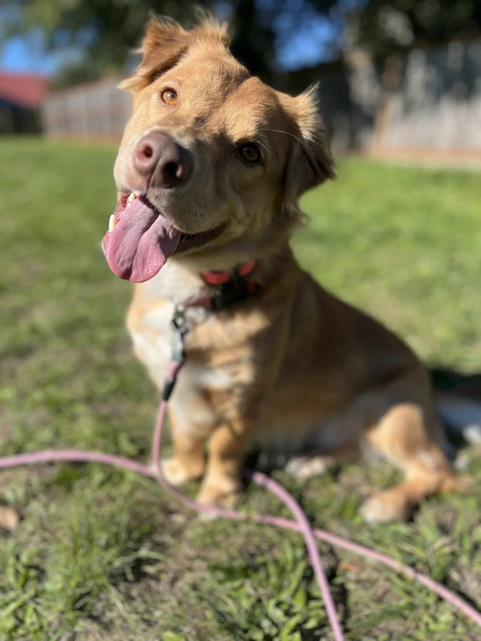 Trusted professional dog trainer teaching loose leash walking in Yamhill County