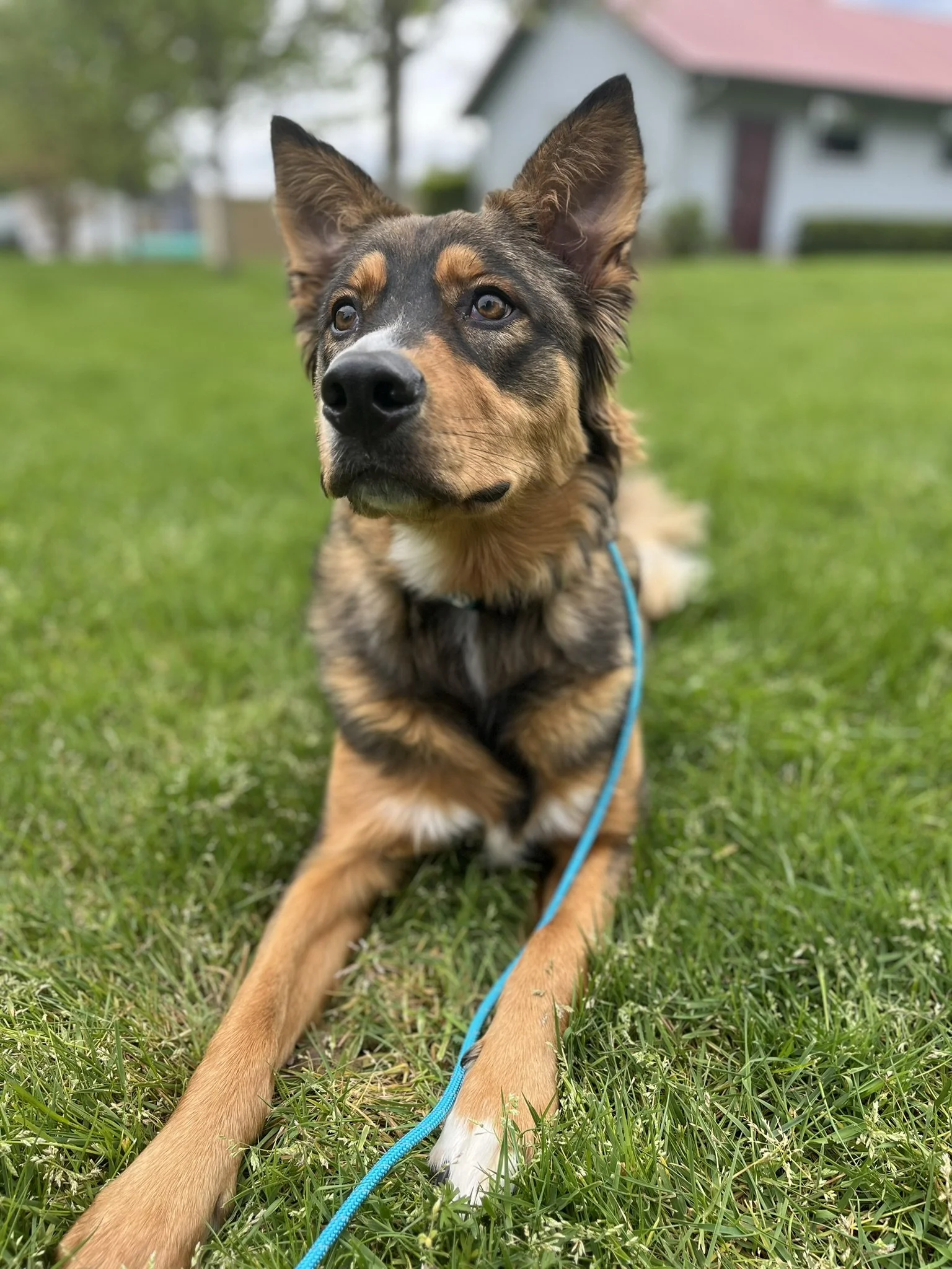 Professional dog training for confident, obedient dogs in Yamhill County 