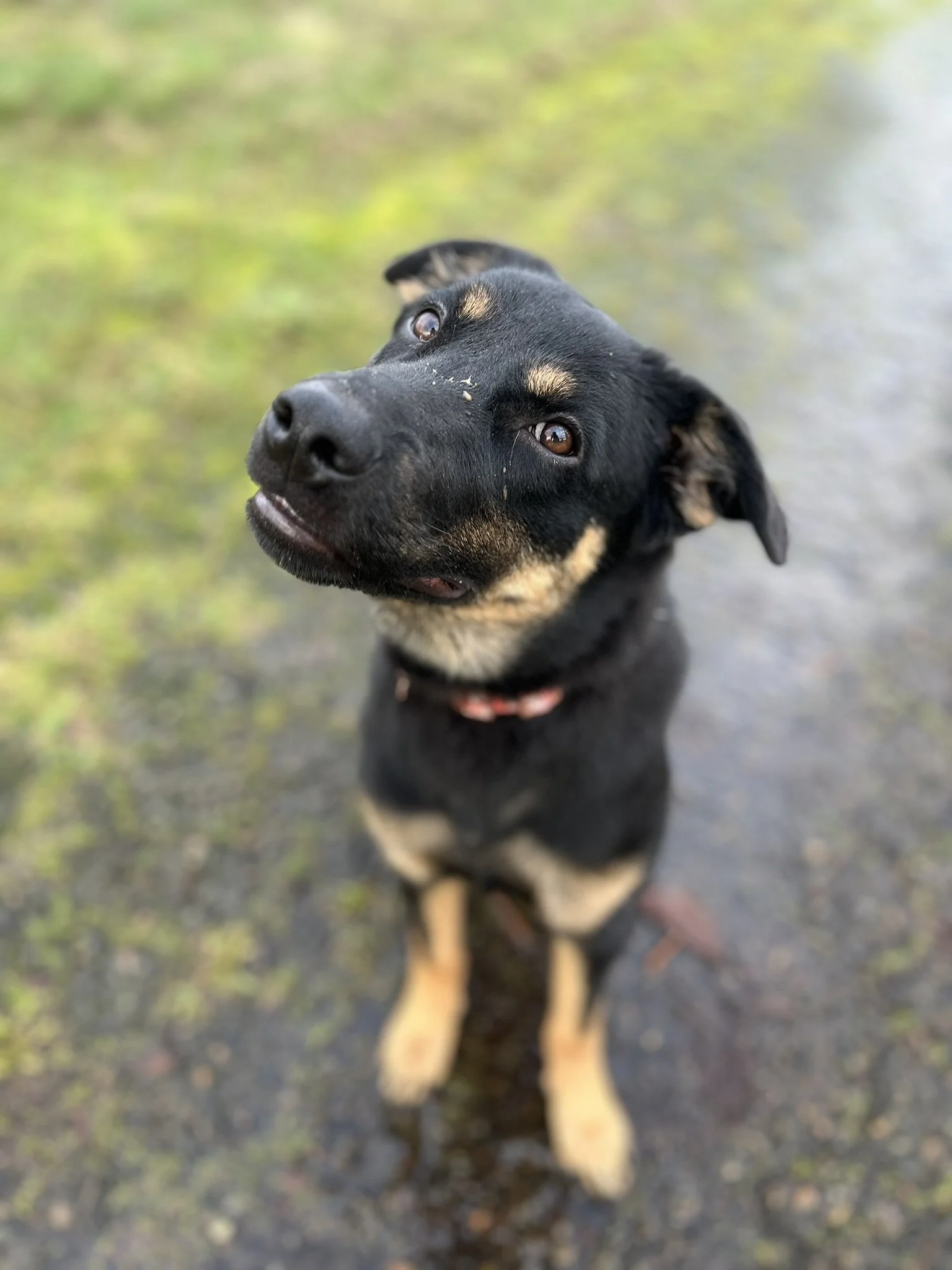 off leash recall training with professional dog trainer in Yamhill County puppy program