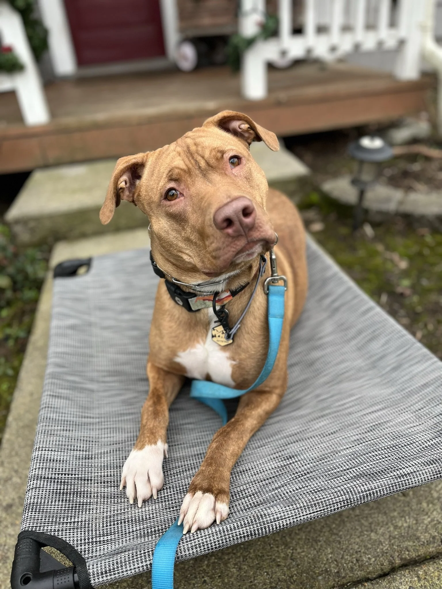 Pitbull mix learning how to be calm, loose leash walking and obedience during board and train near Portland Oregon