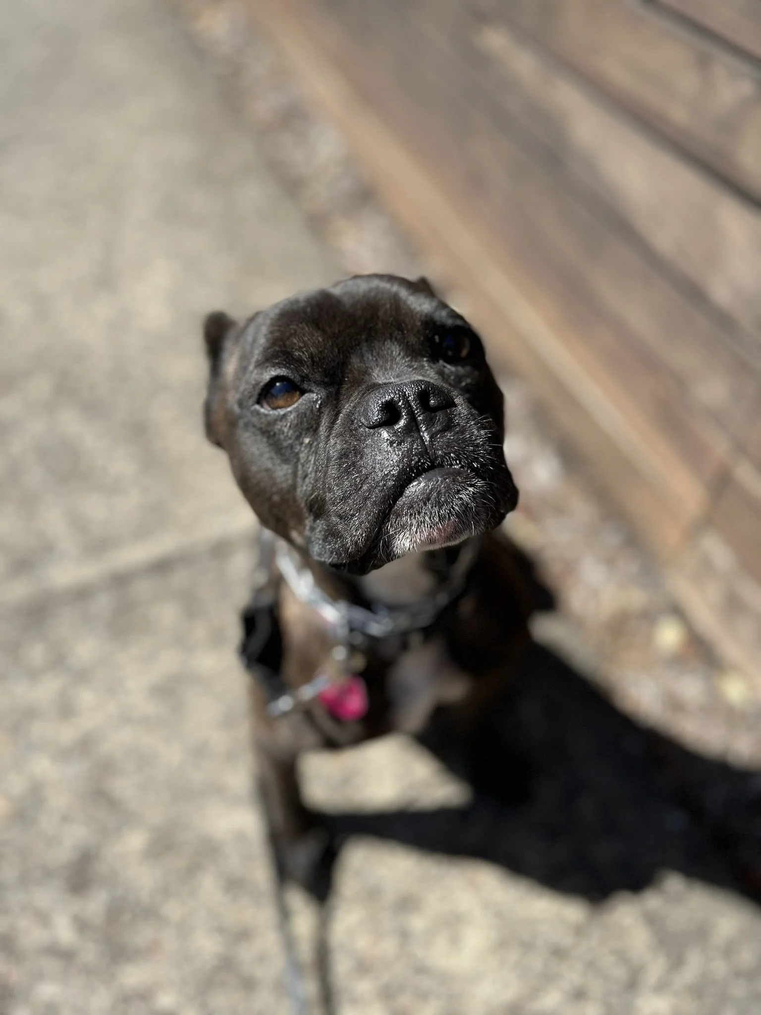 One-on-one obedience training with trusted dog training professional in Yamhill County