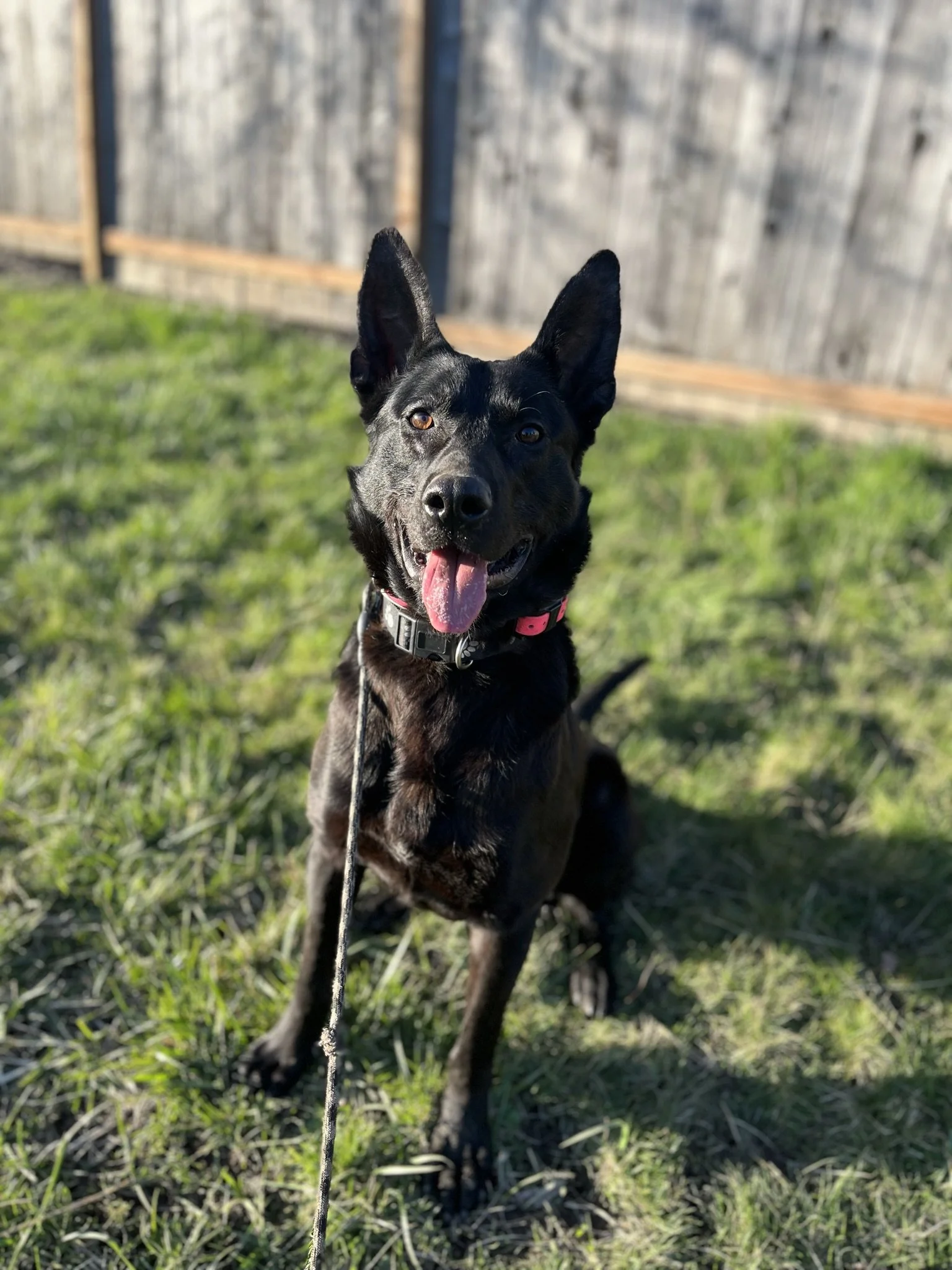Belgian Malinois learning basic obedience in Yamhill County