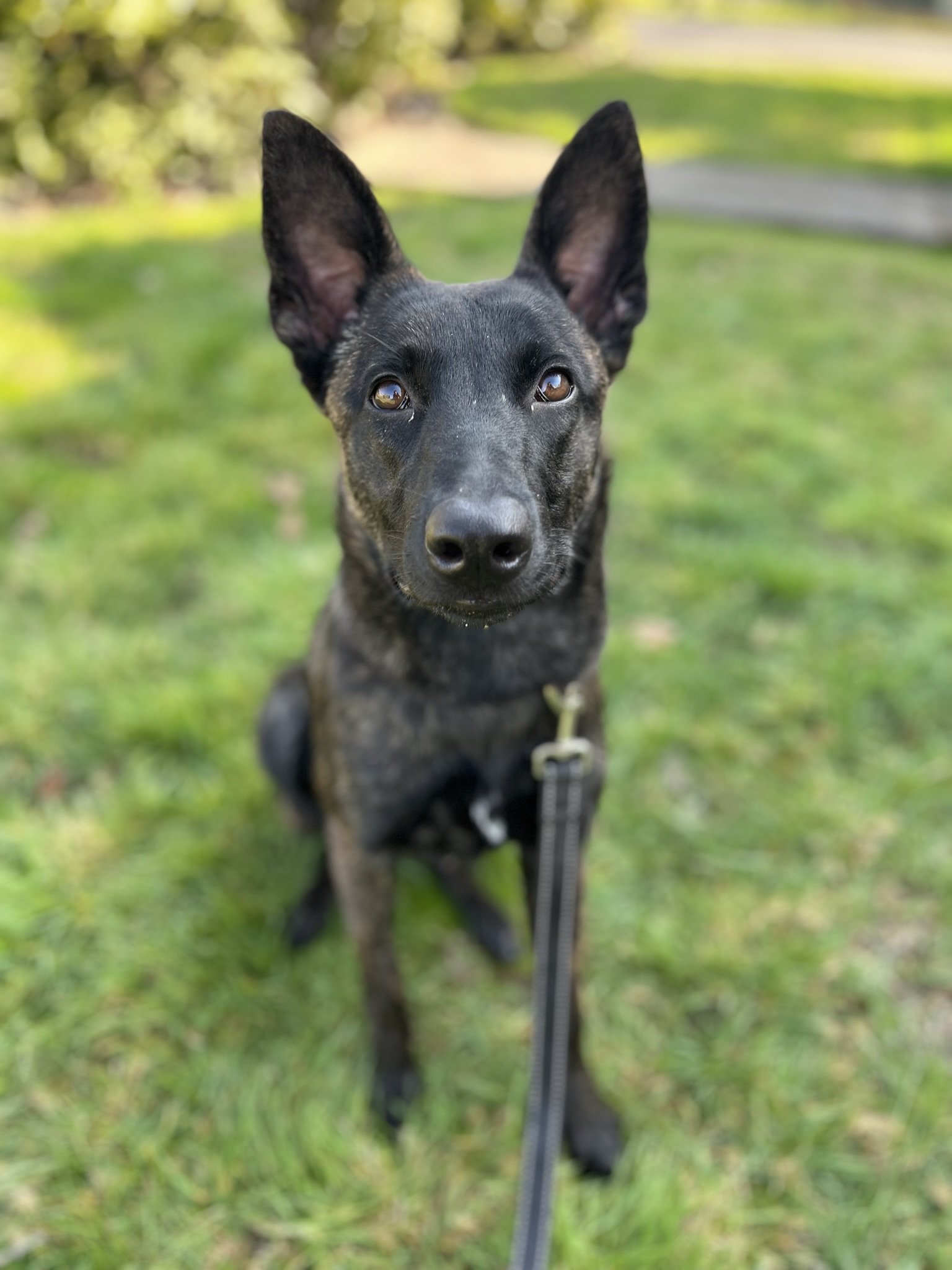 Trainer conducting in-home private dog training session near Newberg and McMinnville Oregon