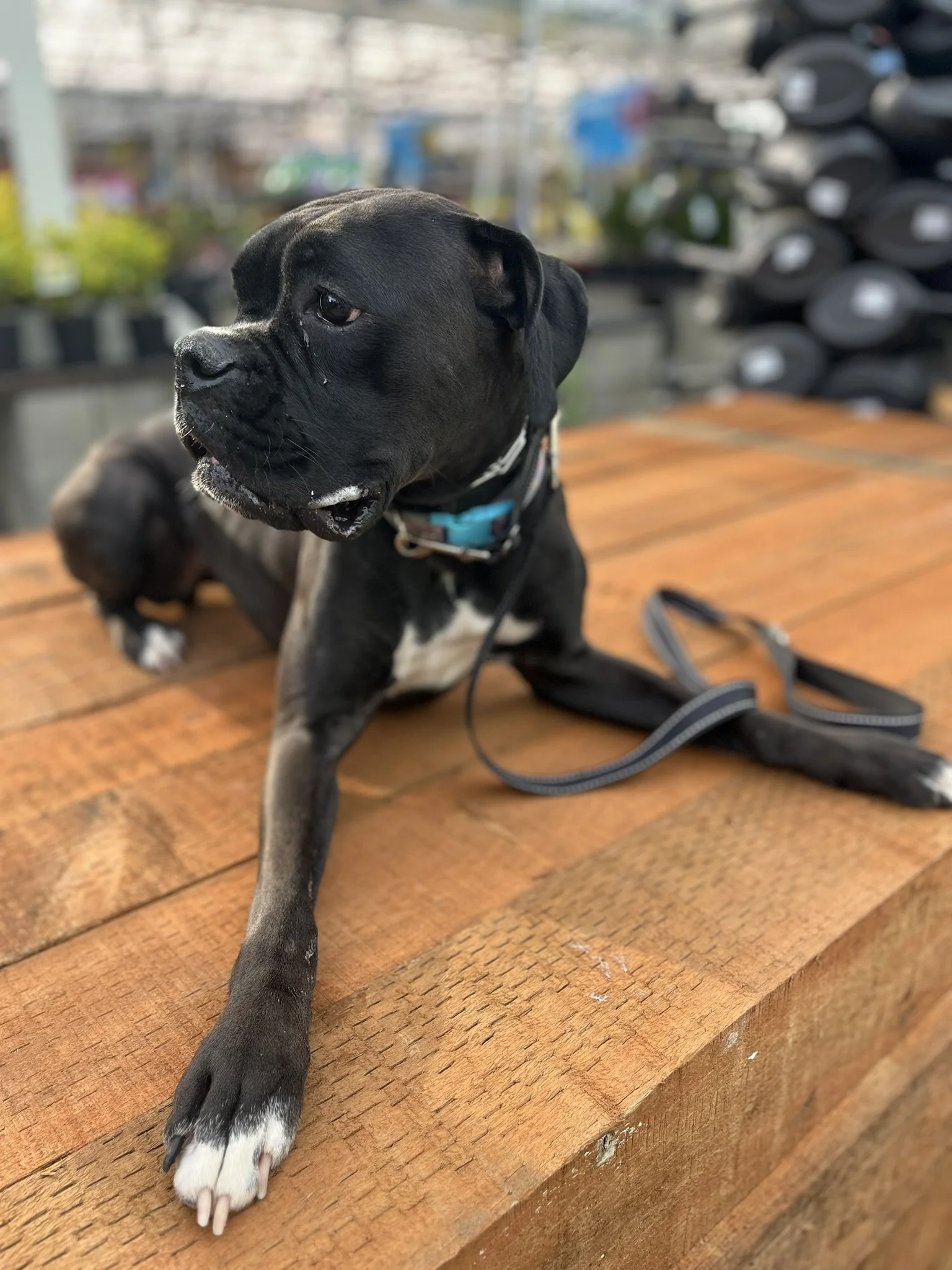 young boxer enrolled in puppy program board and train learning basic obedience near McMinnville Oregon 