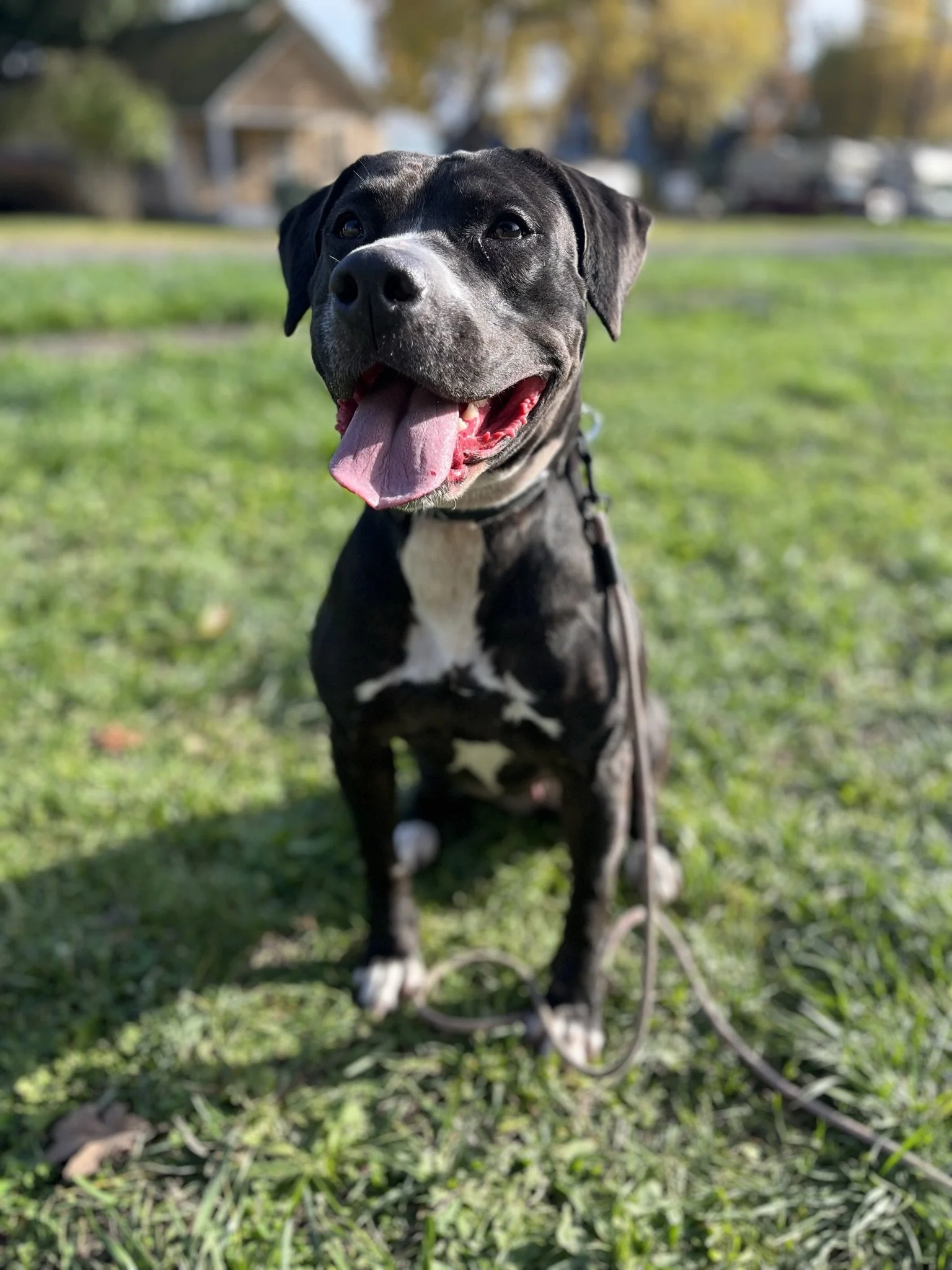 Dog trainer in Yamhill County focusing on obedience behavioral issues reactivity and recall