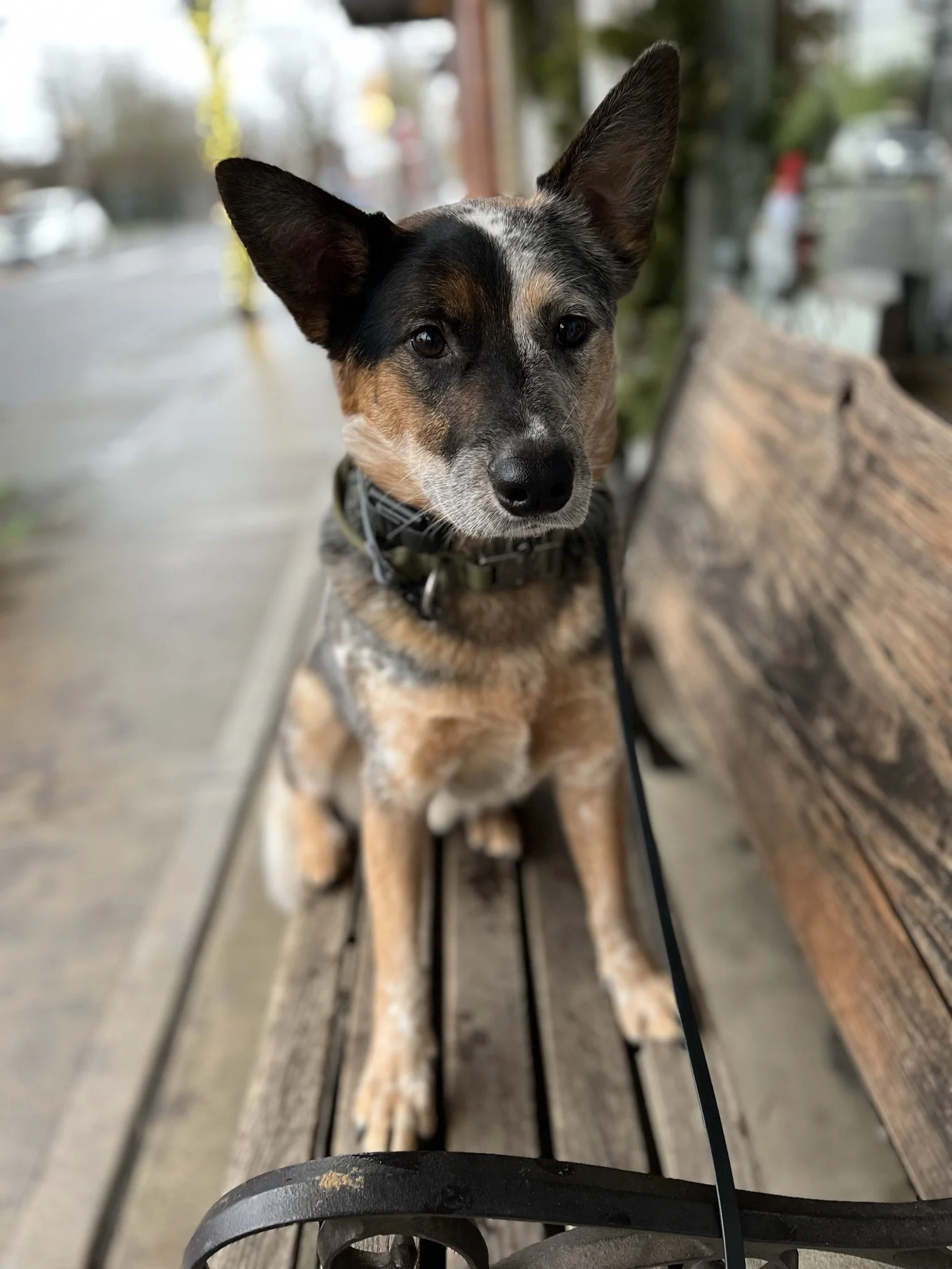 Professional board and train program for reactive dogs in Yamhill County near Portland Oregon