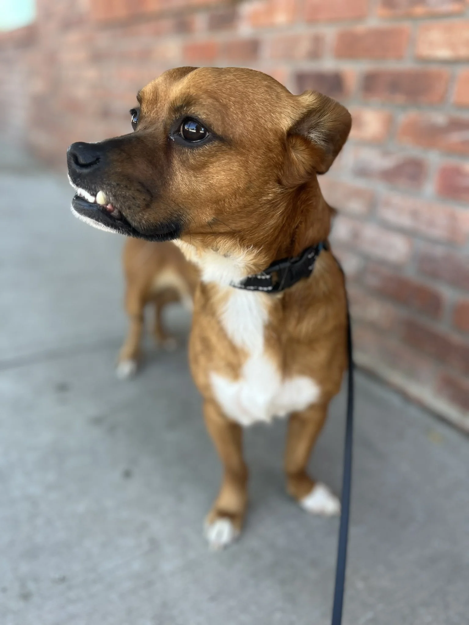 Professional dog trainer teaching loose leash walking and reliable recall near portland oregon