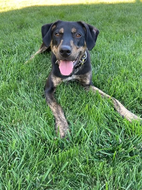 A happy black and tan dog lying on green grass with its tongue out and a collar around its neck.