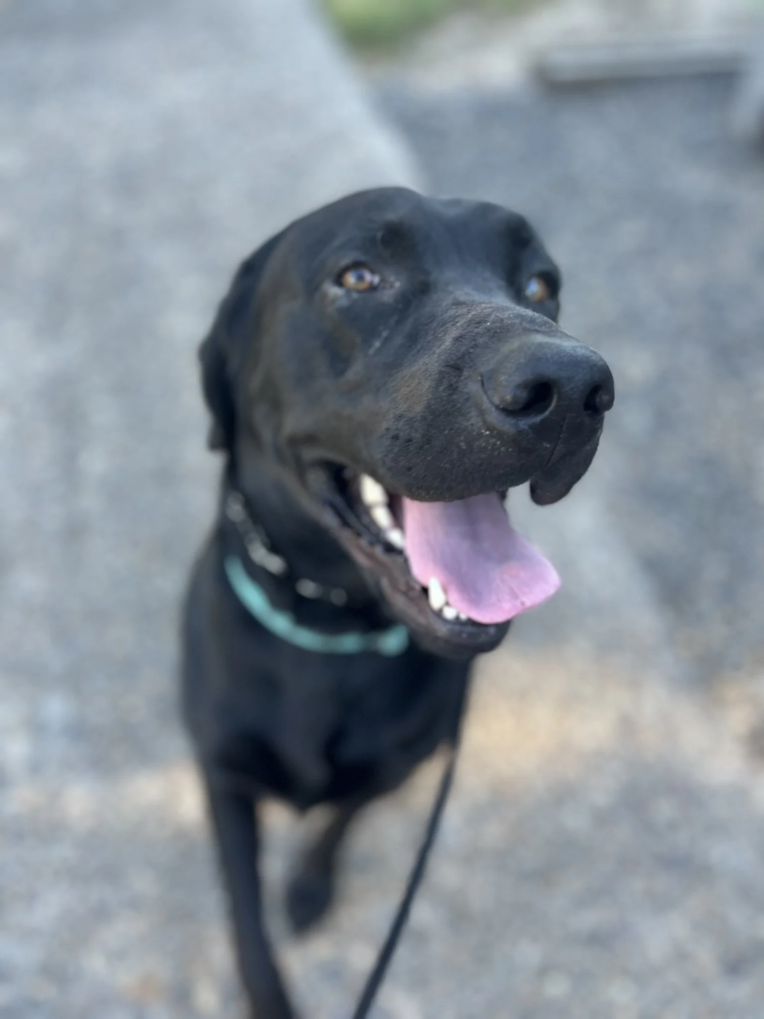 Calm labrador practicing leash manners and loose leash walking in McMinnville Oregon