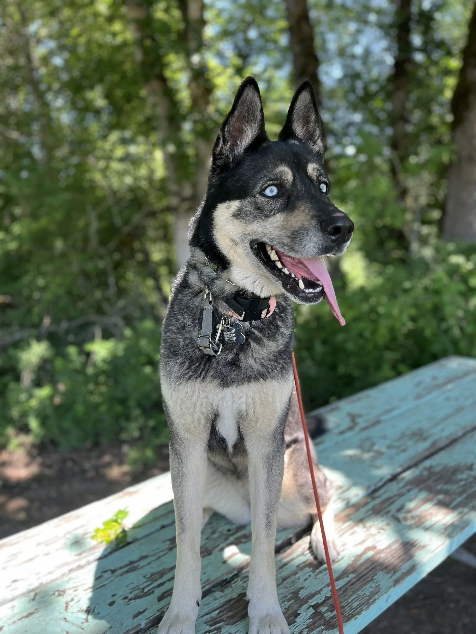husky enrolled in professional board and train program for behavior modification, reactivity training and off-leash training near Portland Oregon