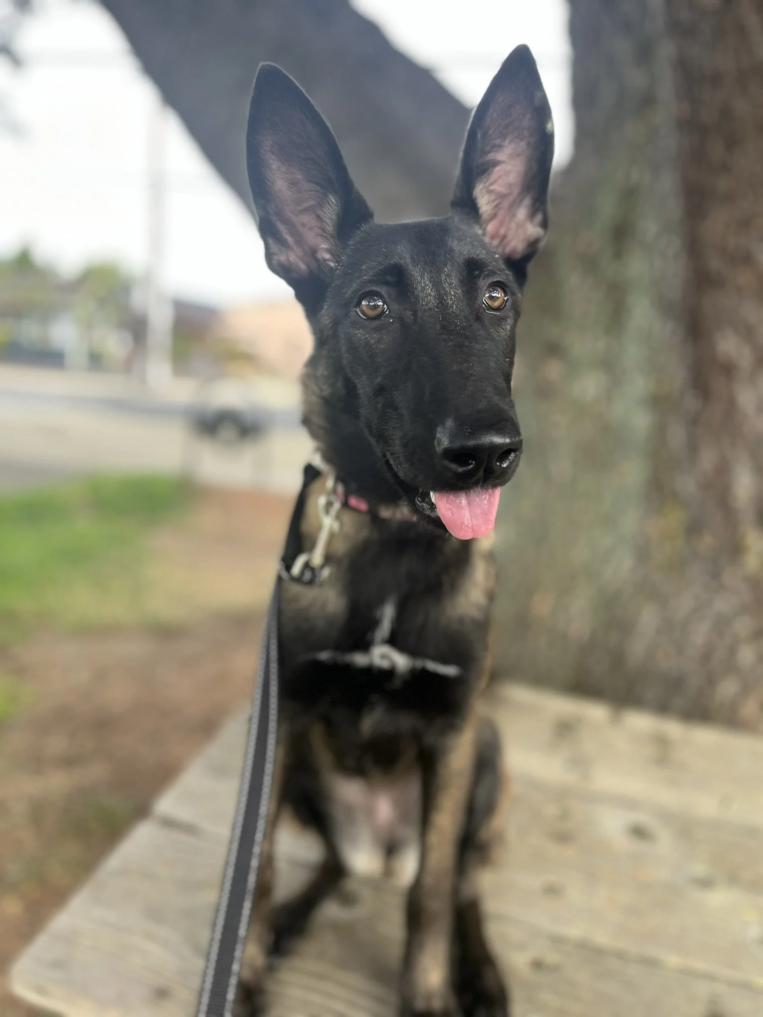 professional dog training puppy program one-on-one private sessions or board and train in Yamhill County