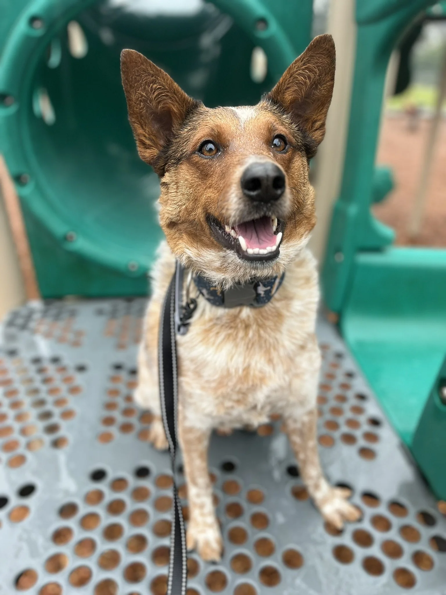 reactive dog board and train program near Portland Oregon Willamette valley