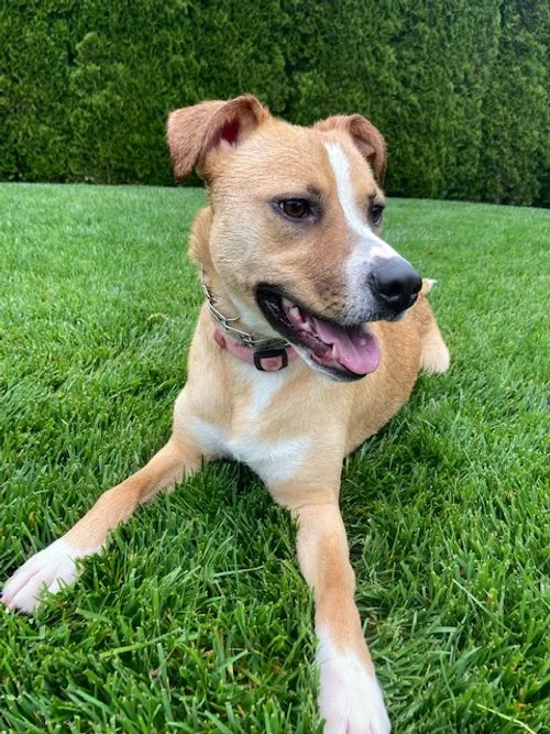 A tan and white dog lying on green grass with a fence and trees in the background.