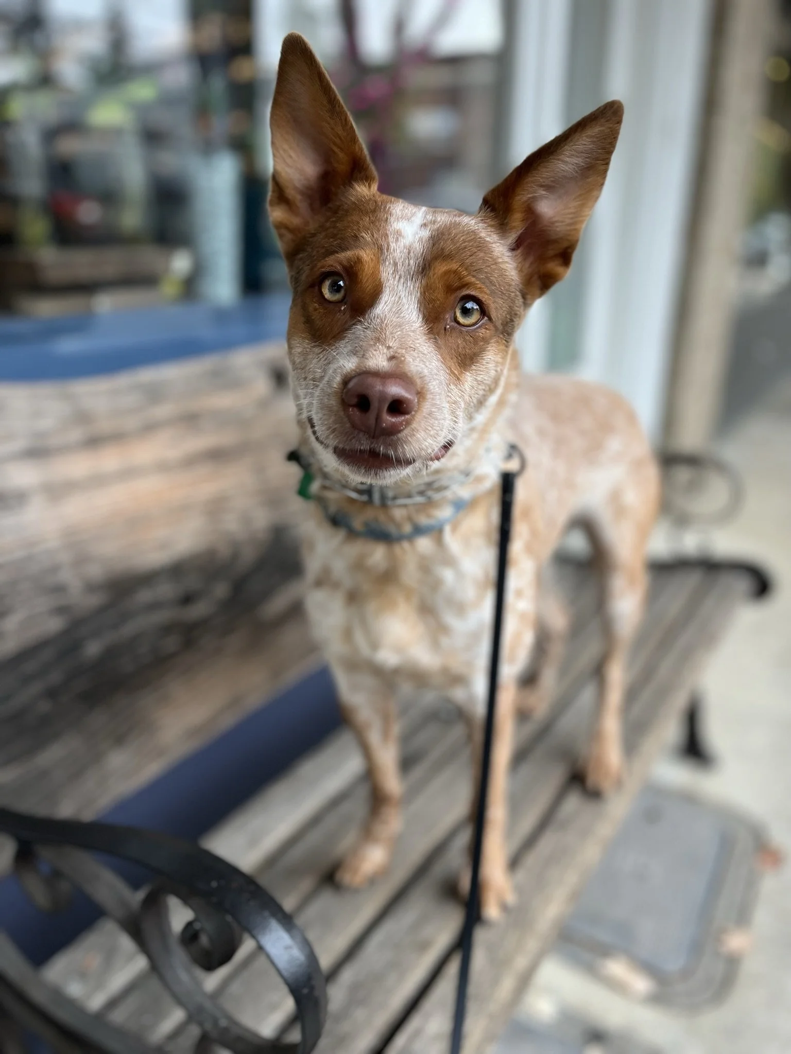 Red Heeler in board and train for dog reactivity near Beaverton oregon