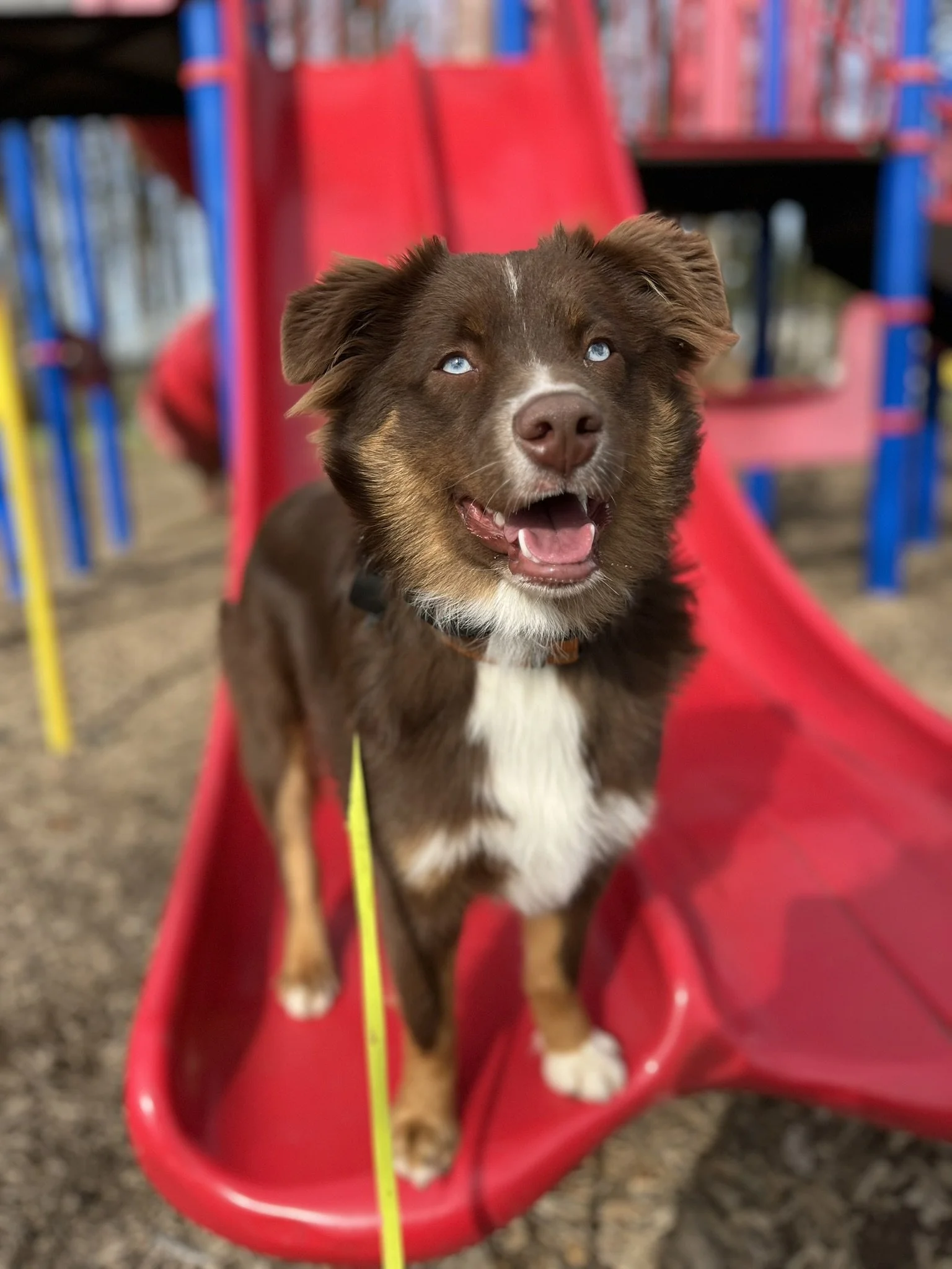 Professional off-leash dog training program for dogs of all ages in Willamette Valley and Portland Oregon