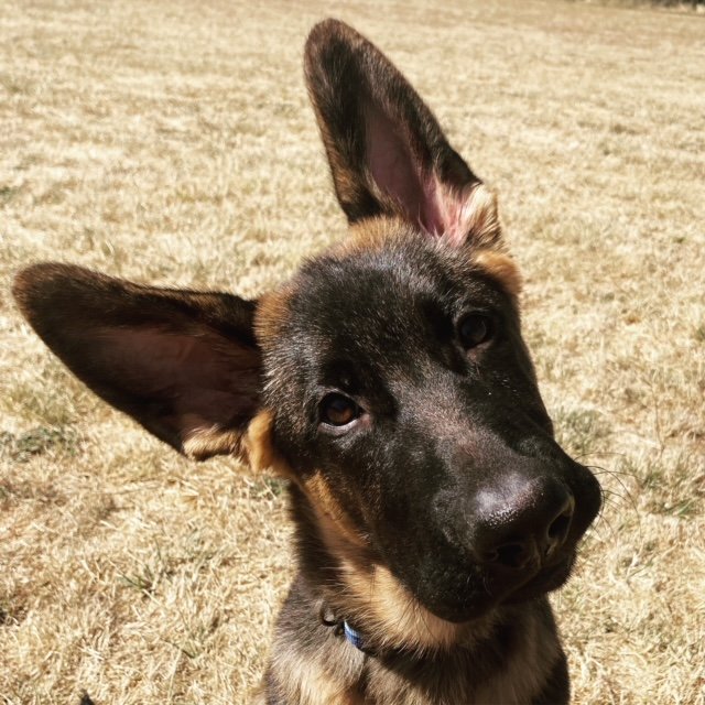 German shepherd puppy enrolled in puppy program for basic obedience near Newberg Oregon
