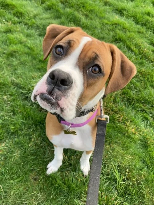 A brown and white Boxer with floppy ears sitting on green grass, looking up at the camera.