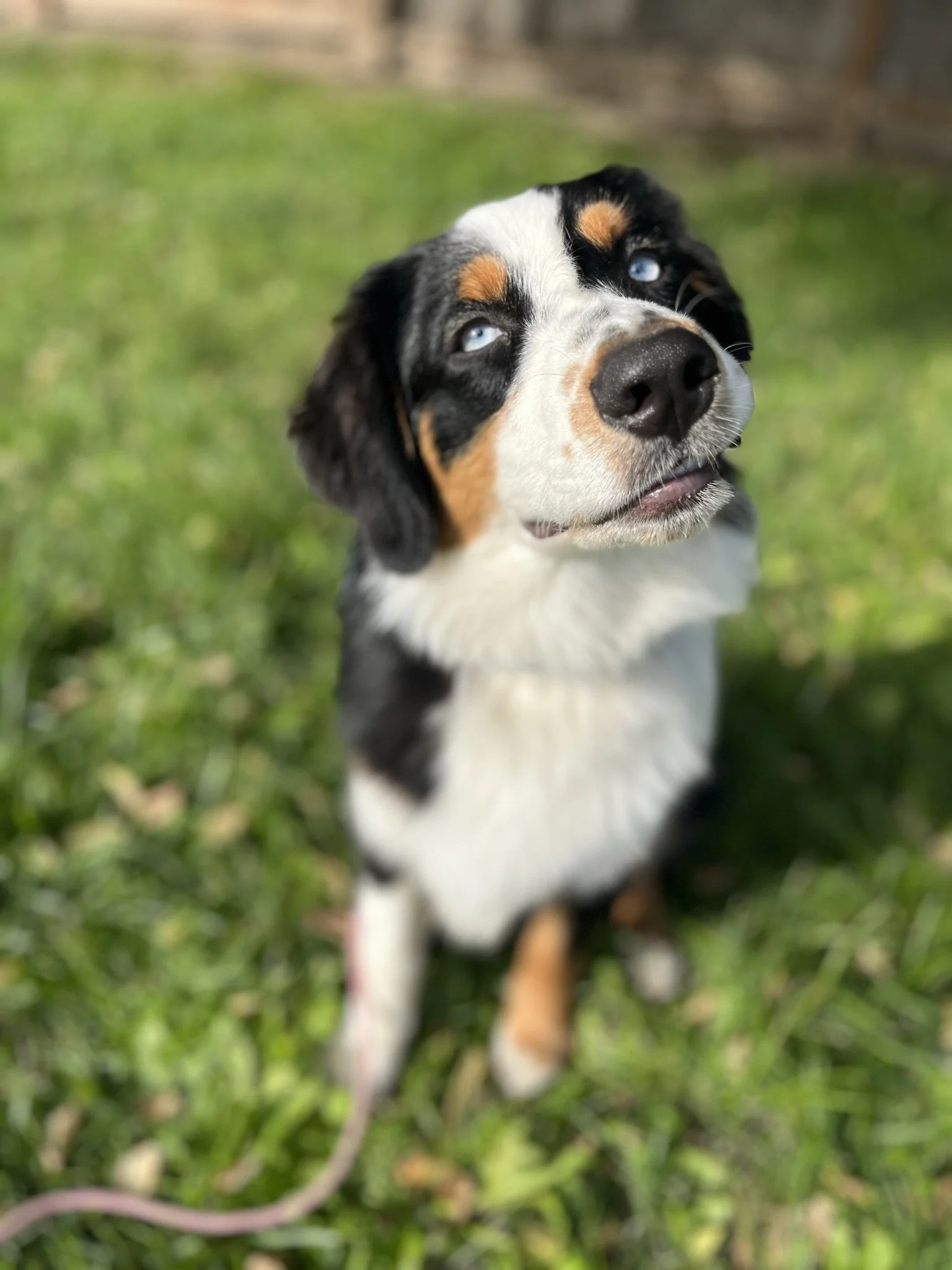 Australian shepherd enrolled in Board and Train program for obedience and recall near Portland oregon