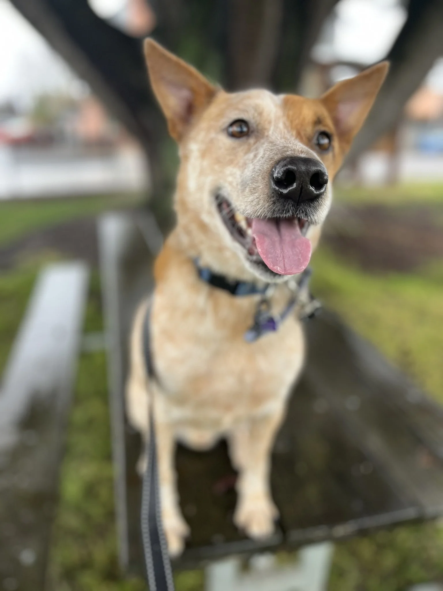 Professional trusted dog trainer near McMinnville Oregon offering one-on-one private sessions 