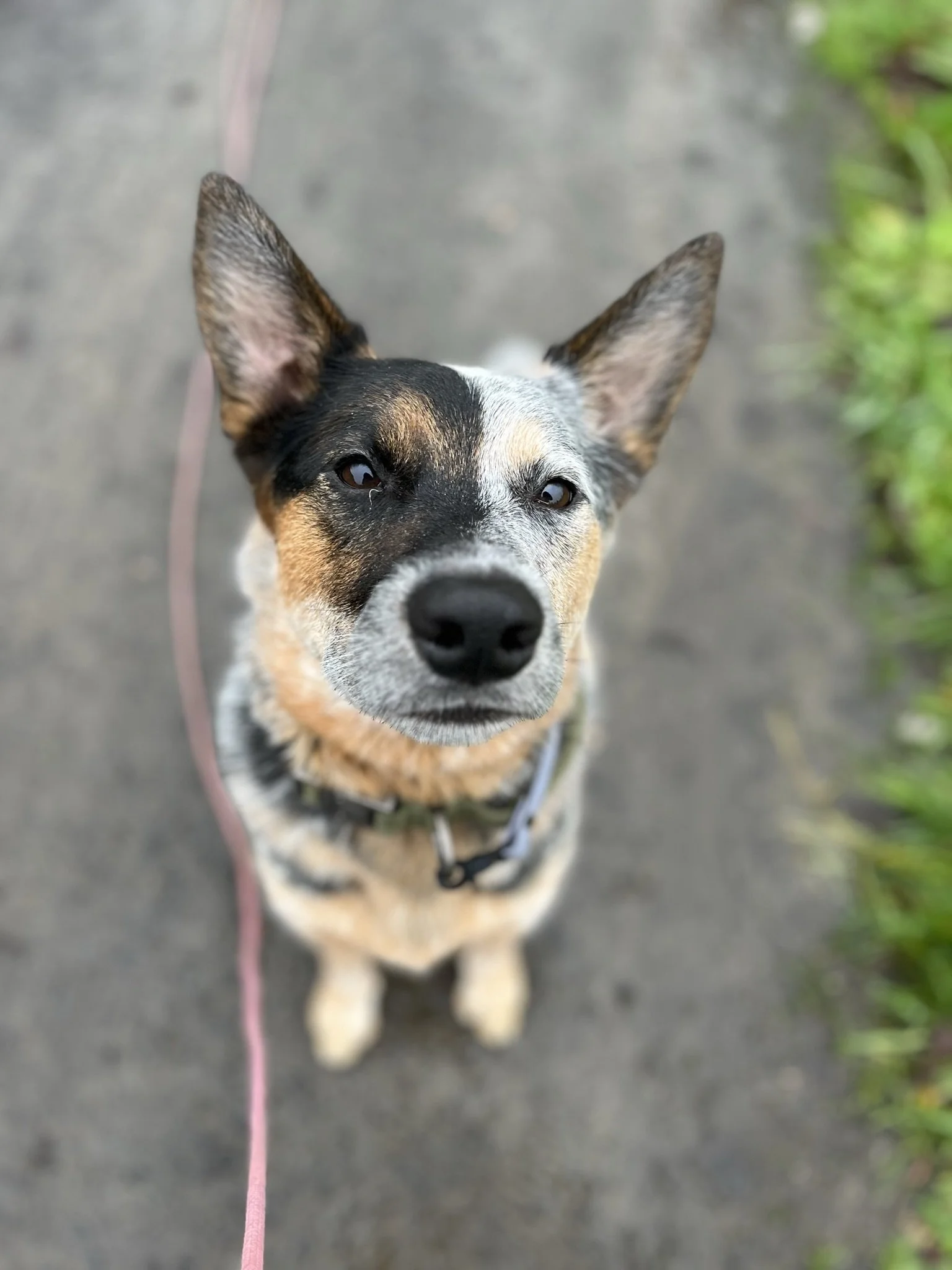 professional dog training for reactive dogs in Yamhill County Oregon near Portland oregon specializing in Board and Train and one-on-one private sessions