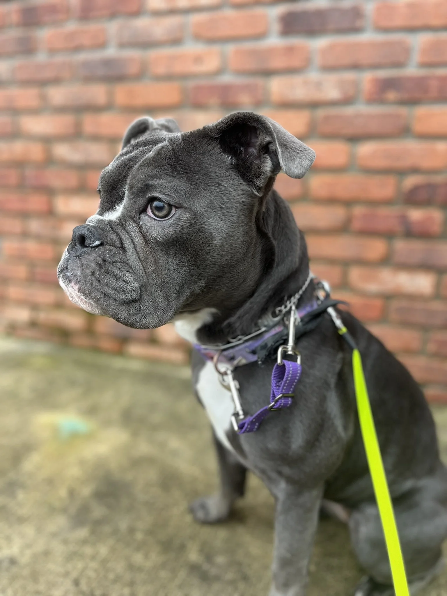 Bulldog learning a sit-stay while being professionally trained in Yamhill County Oregon during board and train program