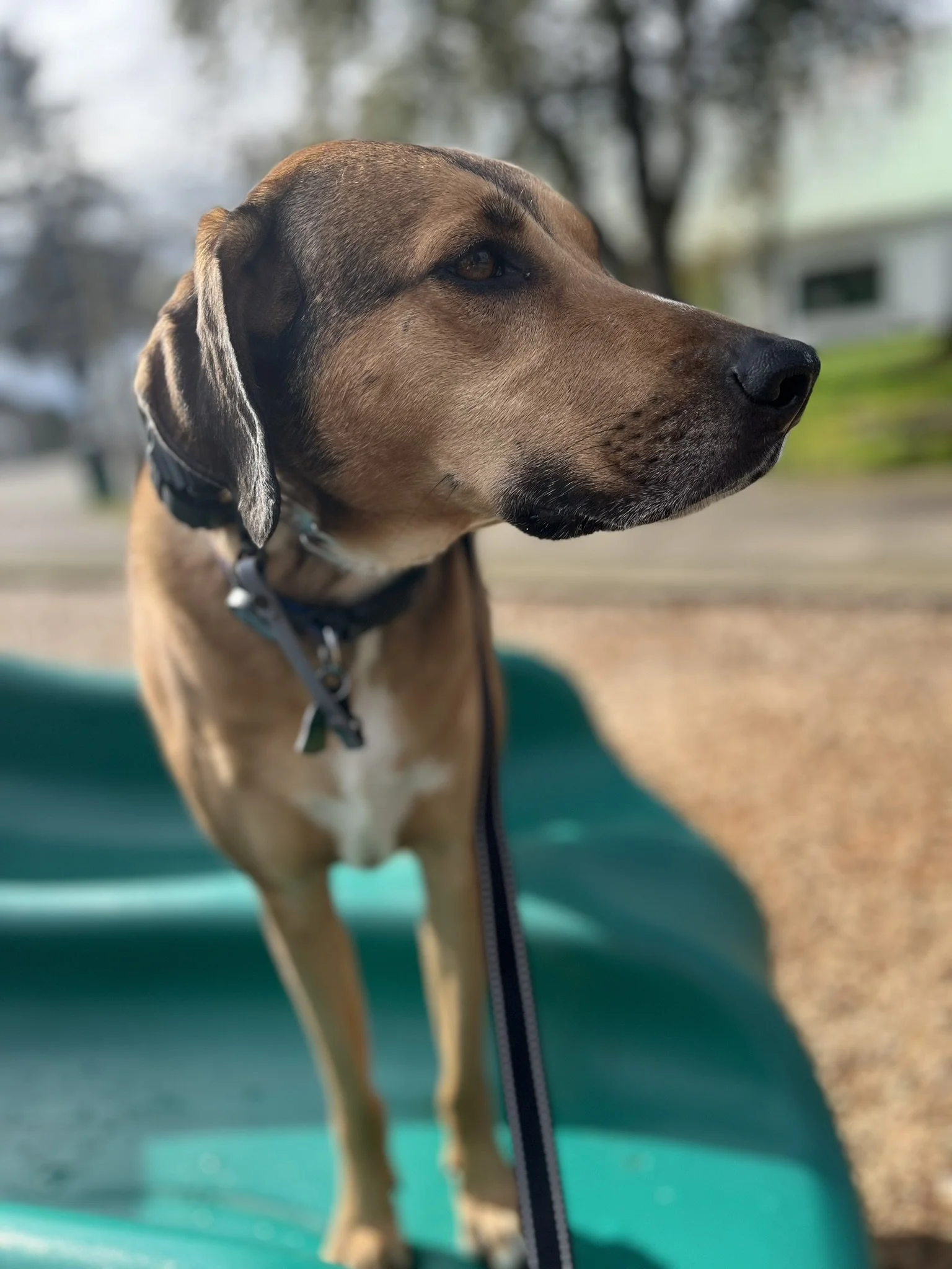 Hound mix learning basic obedience, recall and loose leash walking during board and train program near Portland Oregon