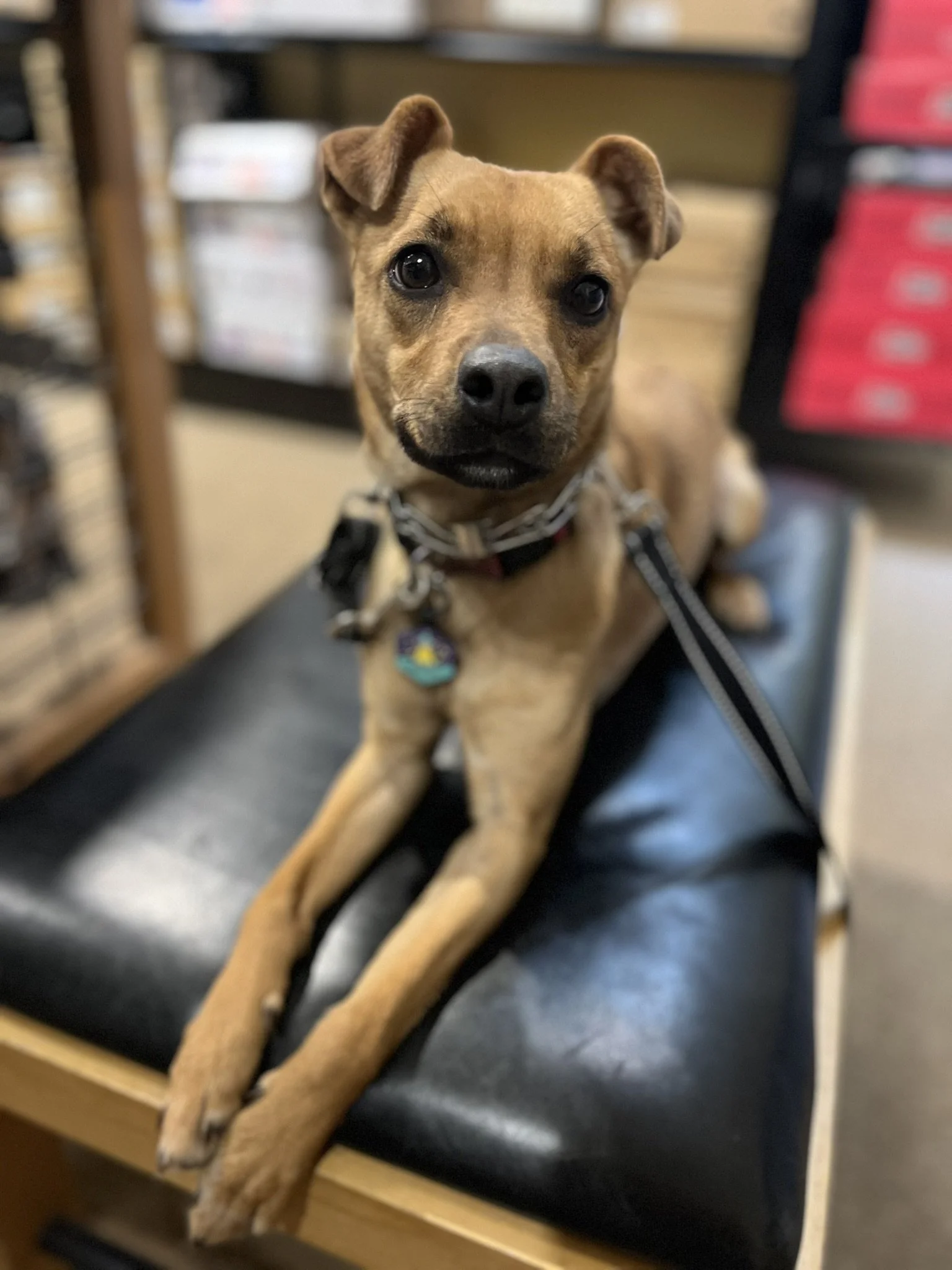 Willamette Valley dog training private sessions leash walking recall reactivity training off-leash carlton oregon newberg oregon