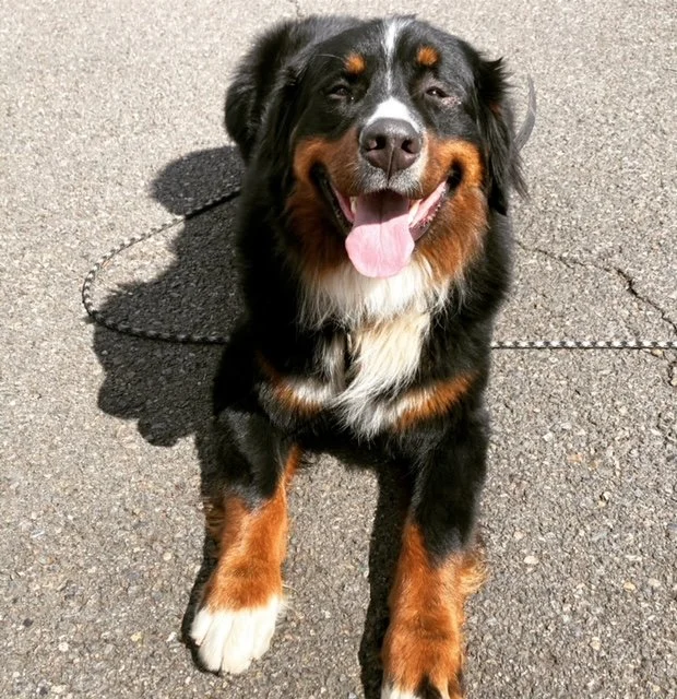 Bernese mountain dog learning recall training and off-leash training by trusted professional dog trainer in Yamhill county and Willamette Valley
