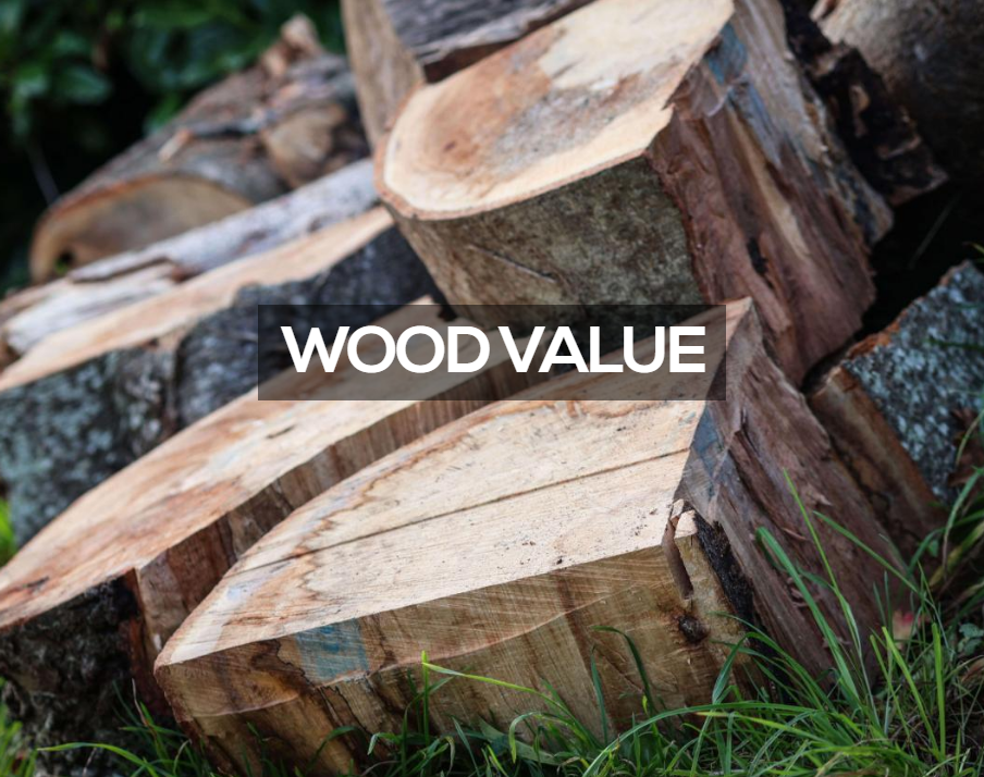 Rising from the Ash: Newton Park trees shape student projects