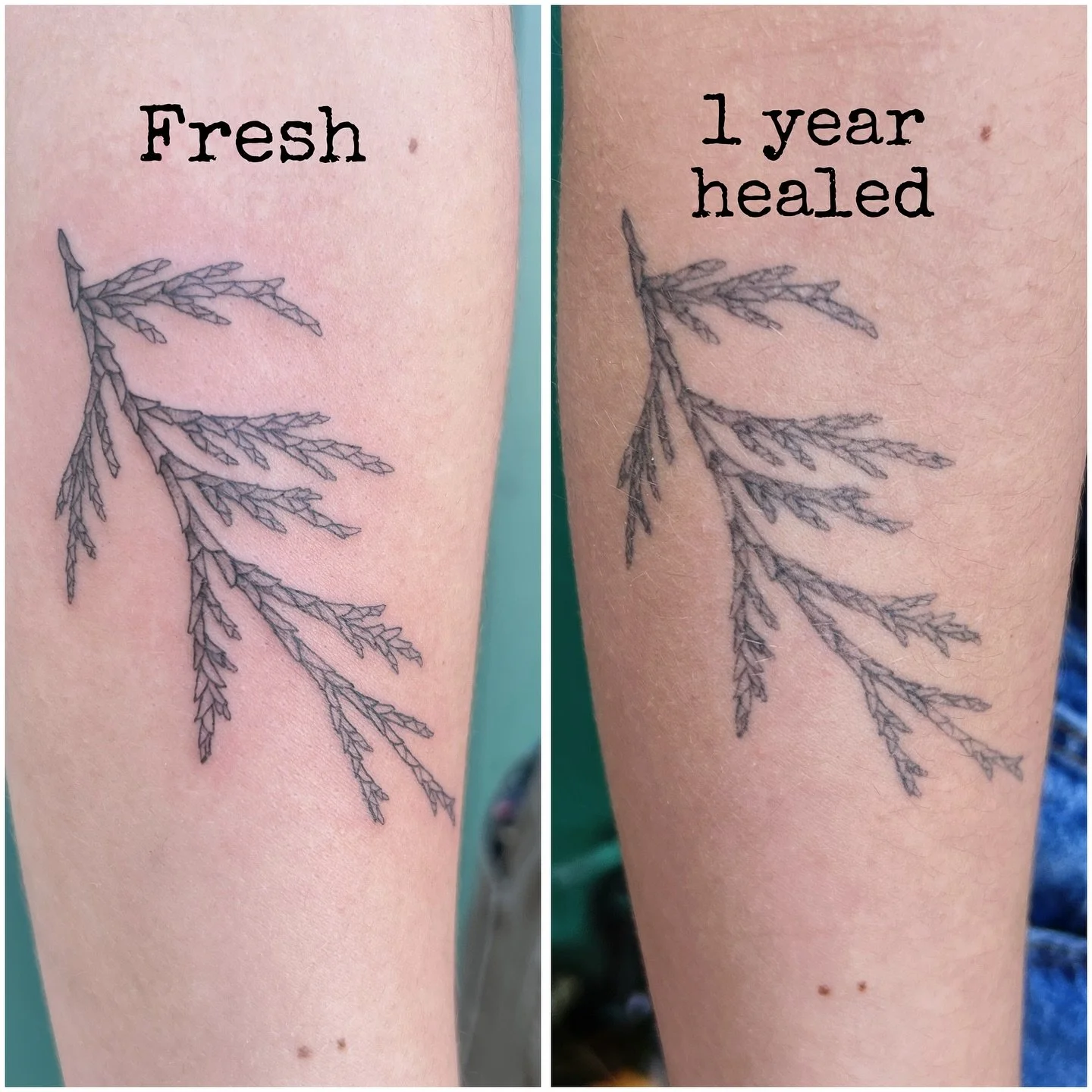 A healed cedar sprig for Ileana! Thank you again!
#healedfinelinetattoo #portlandtattooartist #pdxtattooartist #qttr #cedar #naturetattoo