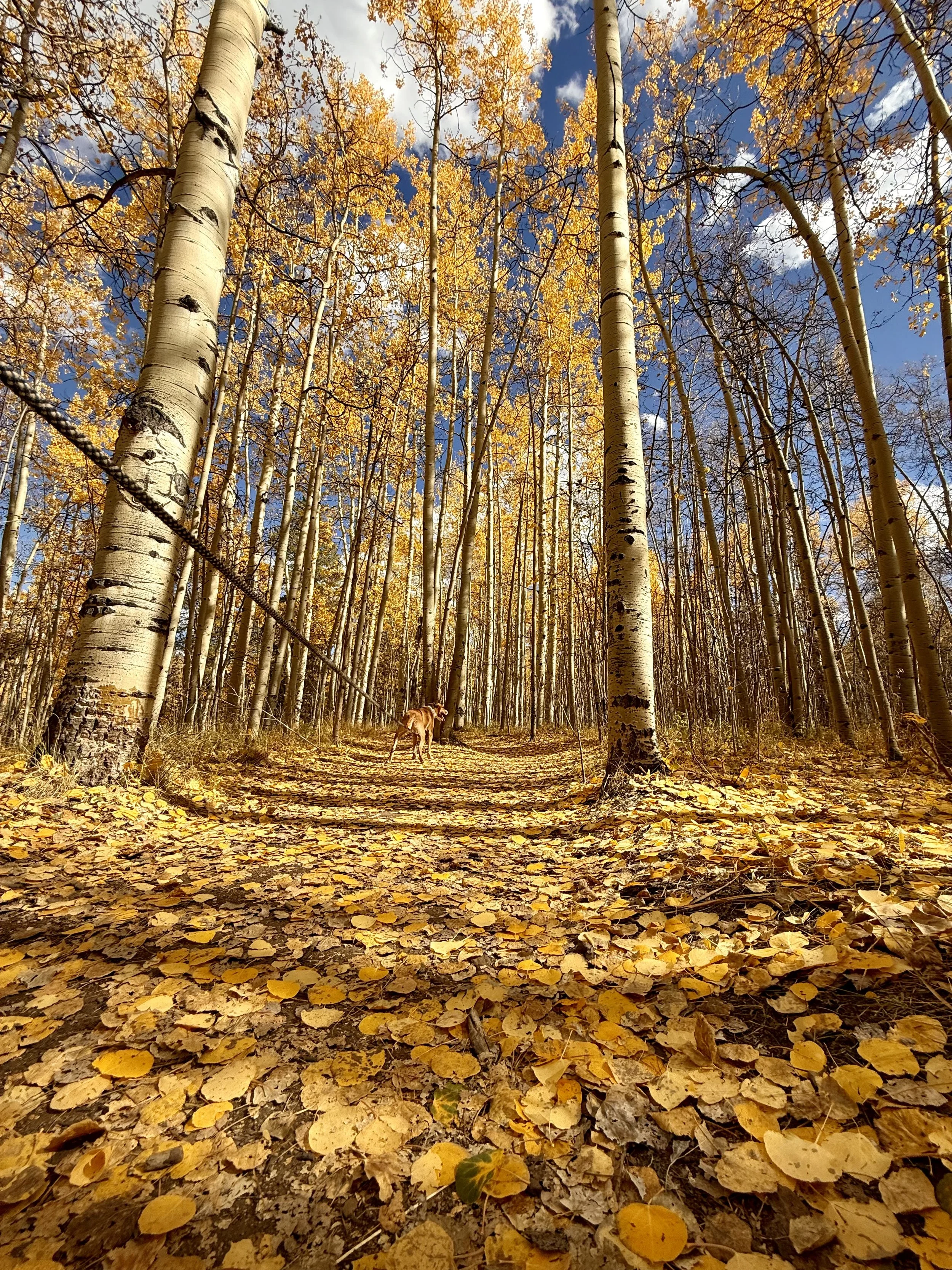 Life Transitions: The Psychology of Becoming