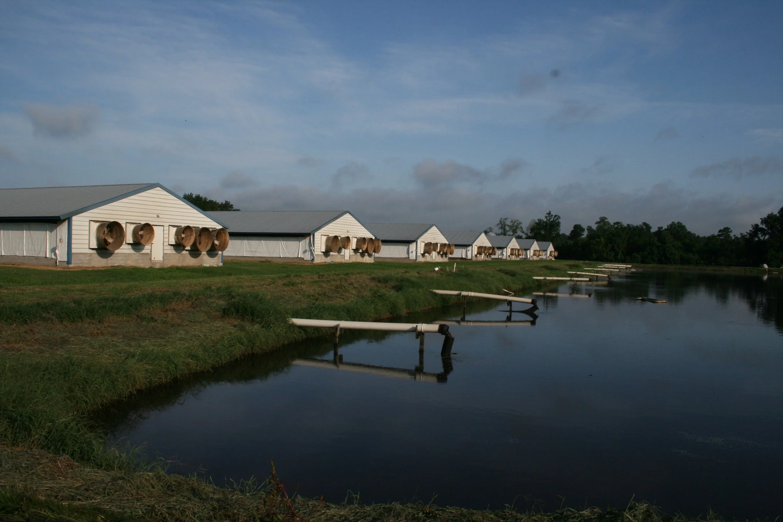 Research Report: Lagoon Treatment Systems, and Evidence Integrity in Shareholder Proposals