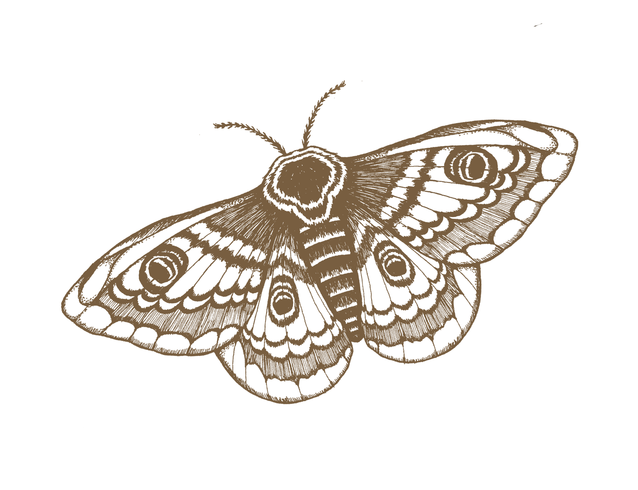 A detailed illustration of a butterfly in shades of brown on a black background.