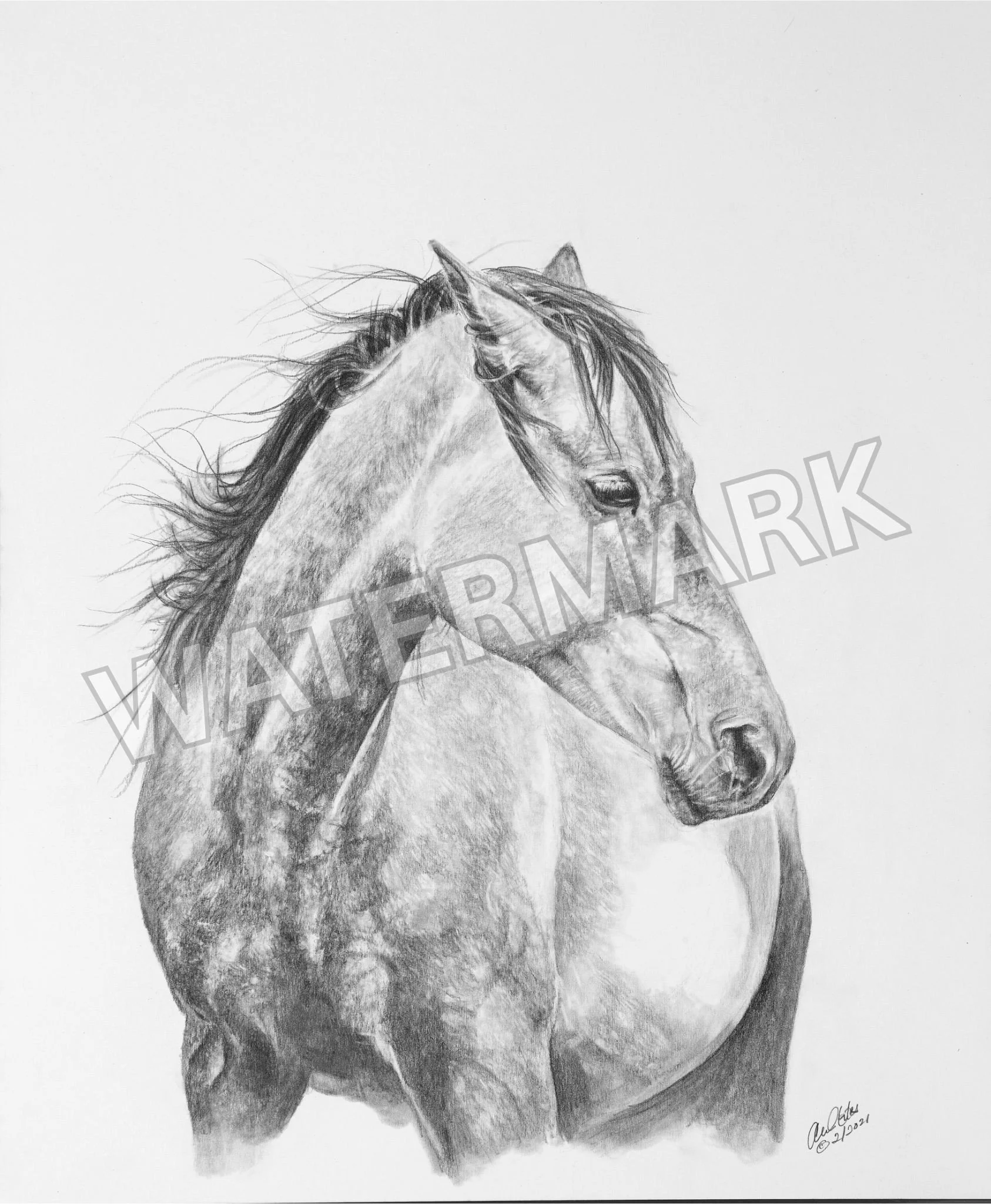 Horse Watermark.jpeg