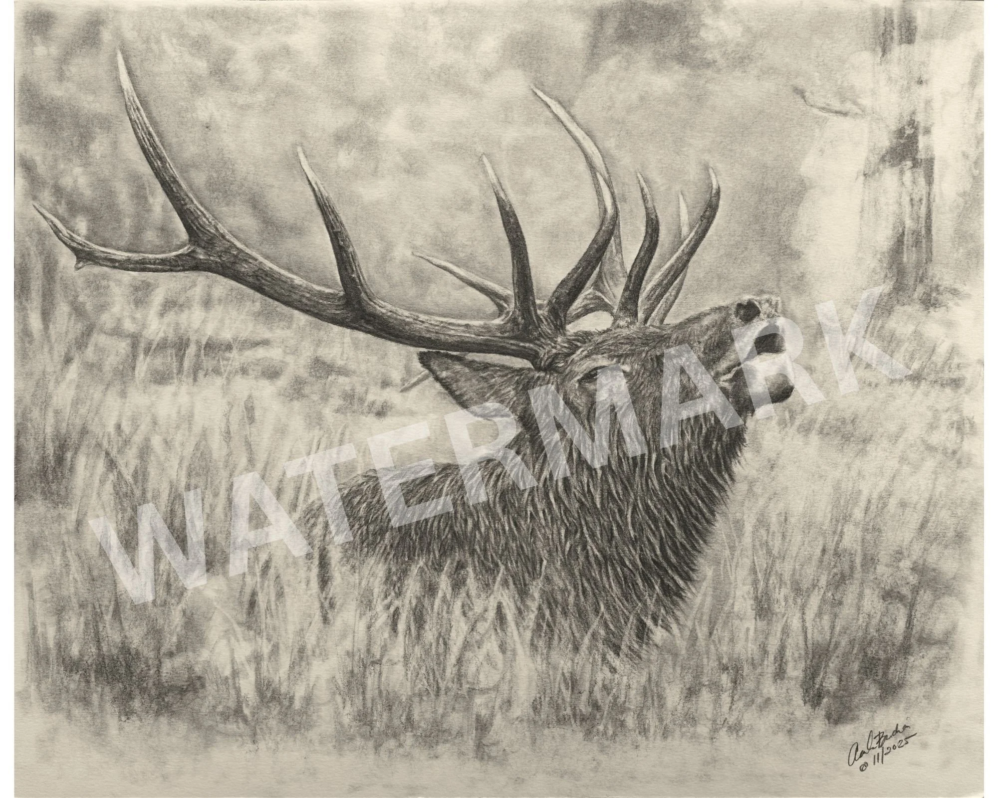 Elk Watermark.jpeg