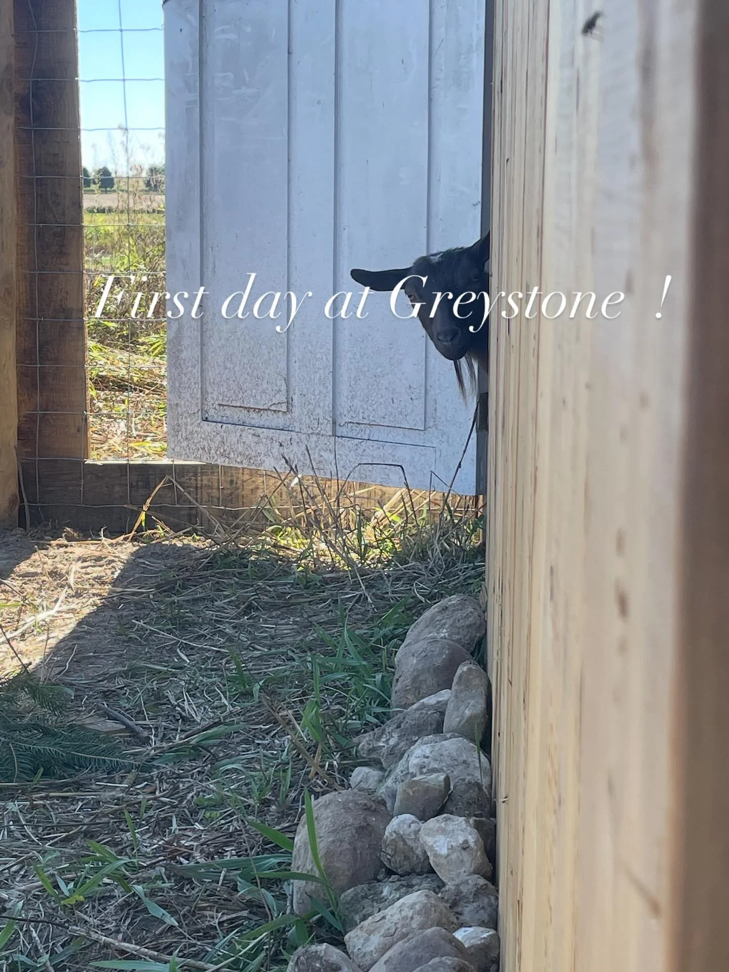 Say hello to Marigold and Poppy. An energetic addition to Greystone Acres. #elorafarms #elora #ontariogoats #ontariohobbyfarm #nigeriandwarfgoats #livingthedream #ruralwellingtoncounty