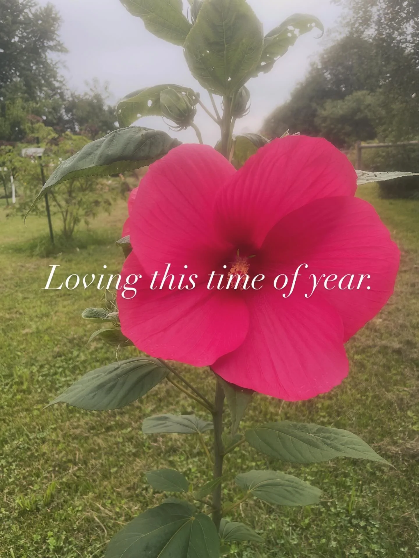 Despite the lack of rain, the gardens are doing so well. #farmlife #orchardmeadow #elorarural #elora #rural_life