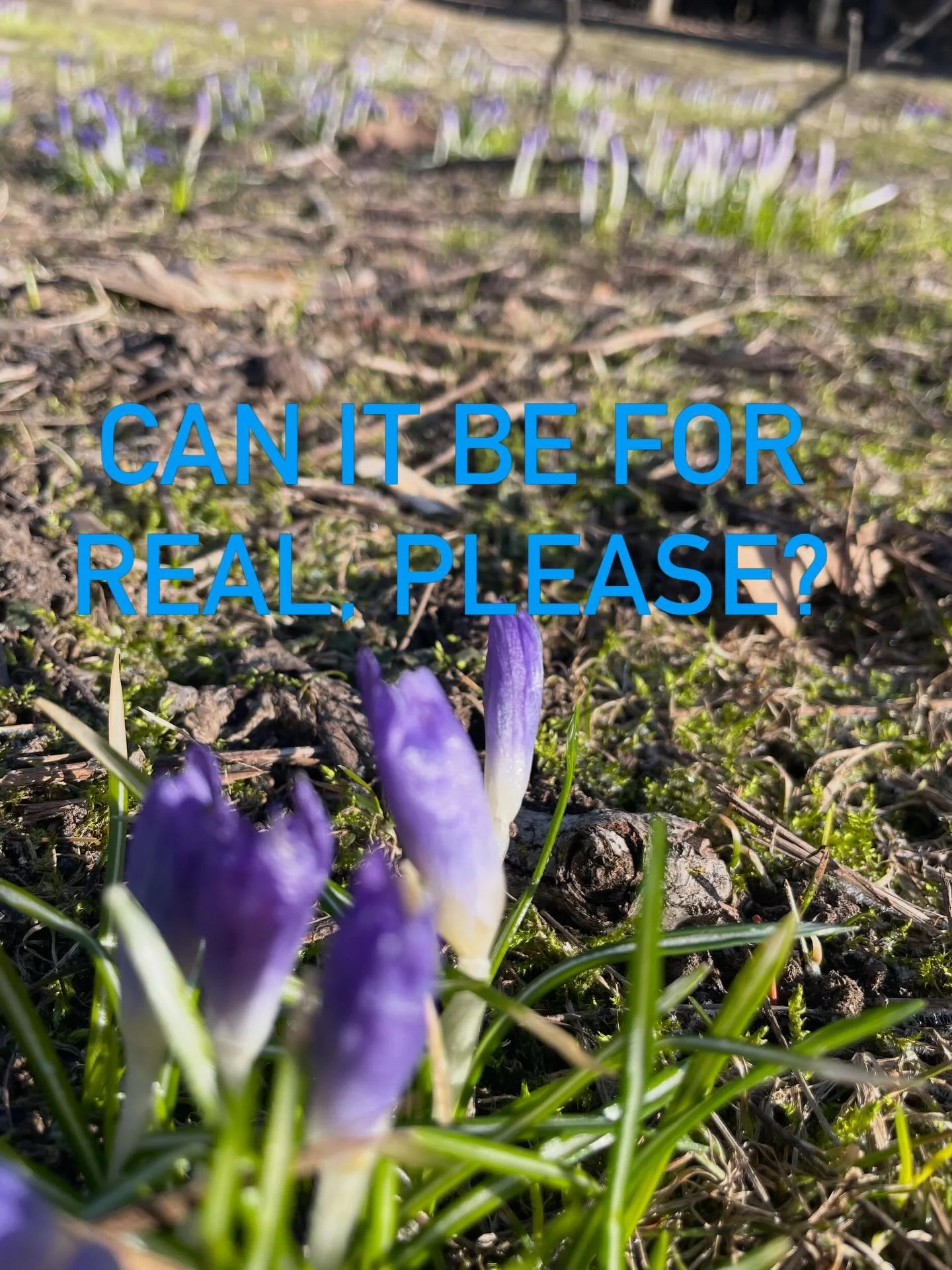 #spring #elora #rurallife #springflowers